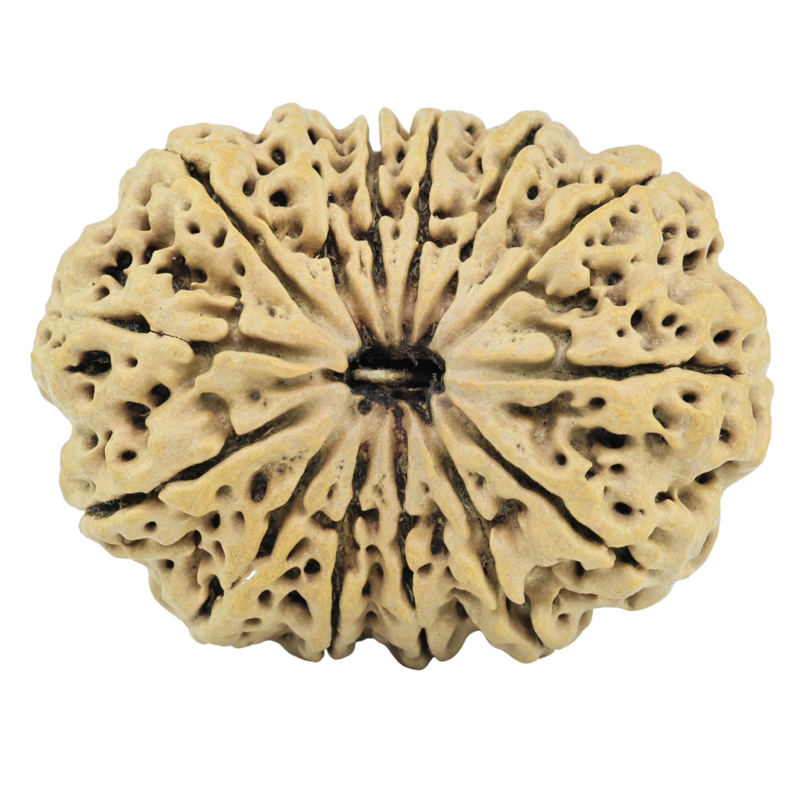 14 Mukhi Rudraksha 33.8mm 6.15gm - Rudraksha