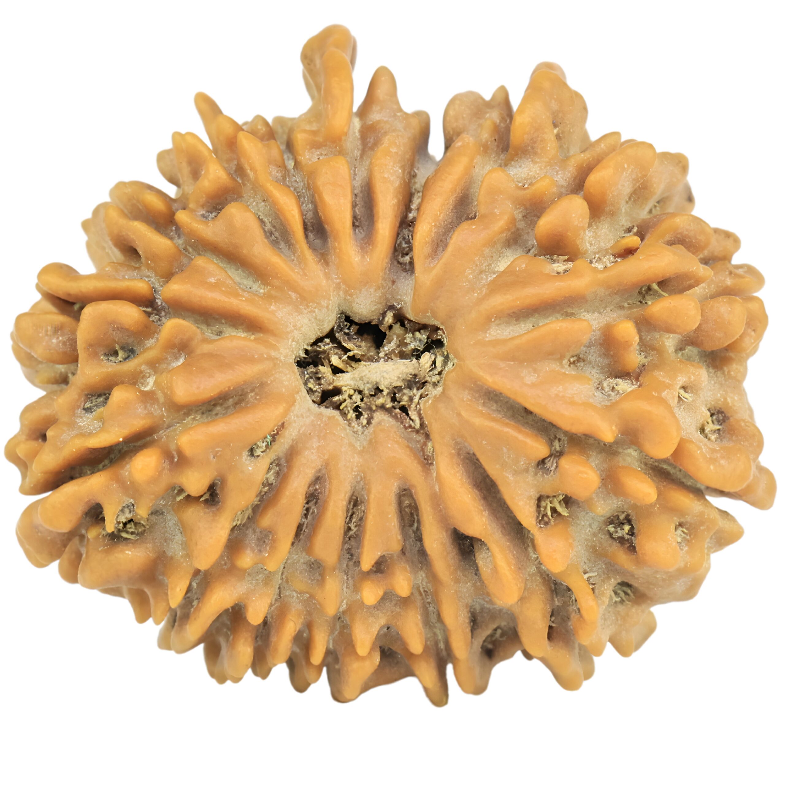 16 Mukhi Rudraksha 25.3mm 4gm - Rudraksha
