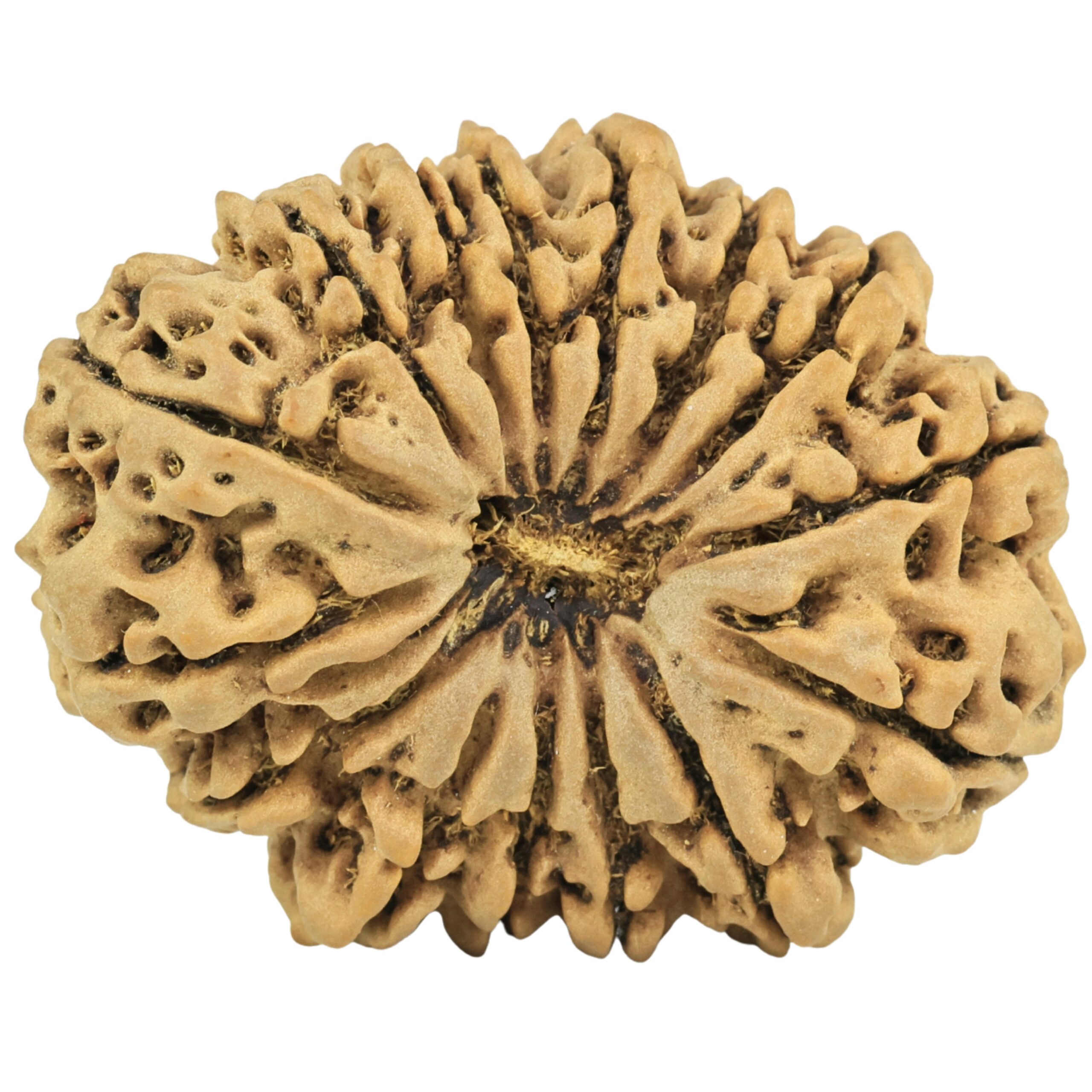15 Mukhi Rudraksha 38.3mm 9.52gm - Rudraksha