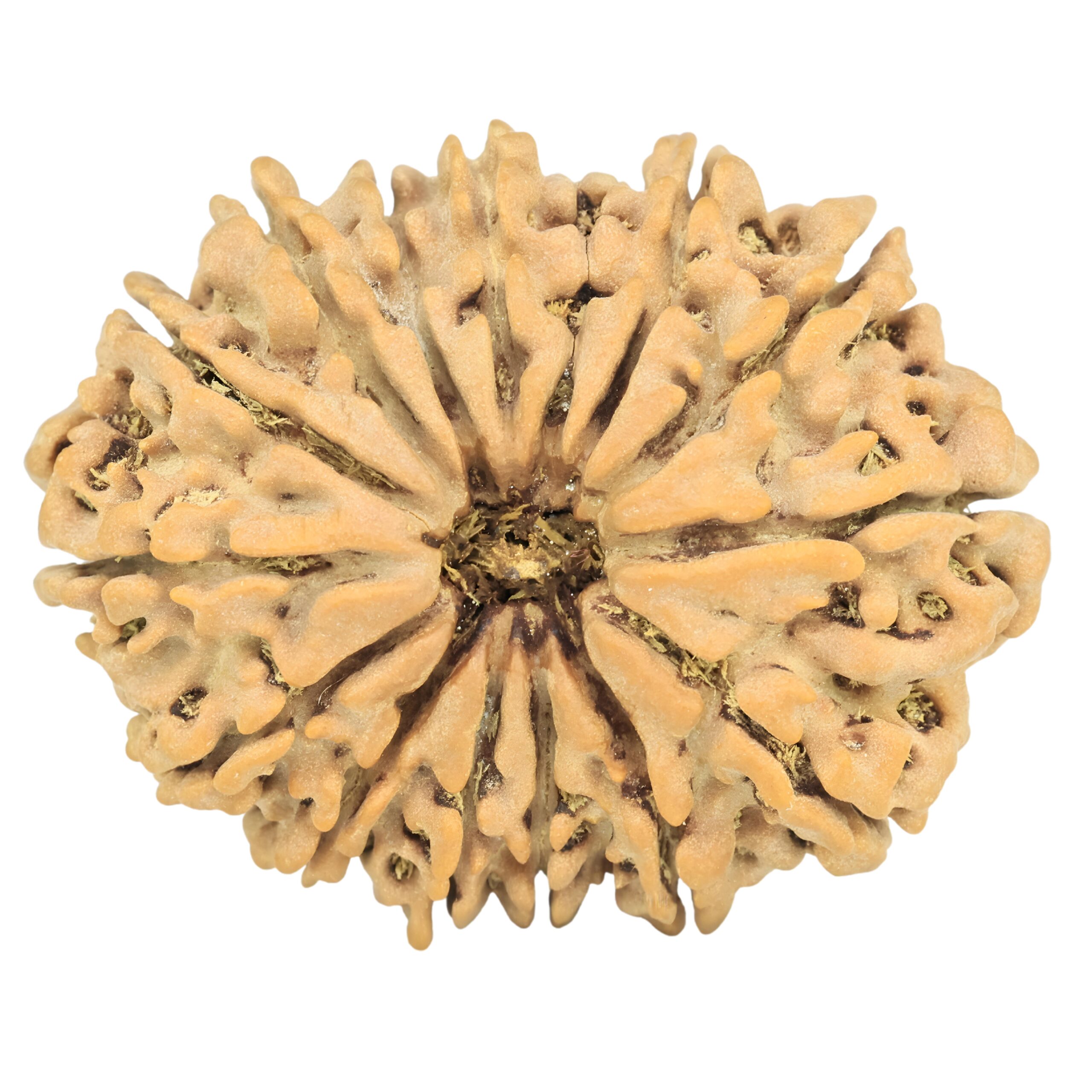 15 Mukhi Rudraksha 32.7mm 6.49gm - Rudraksha