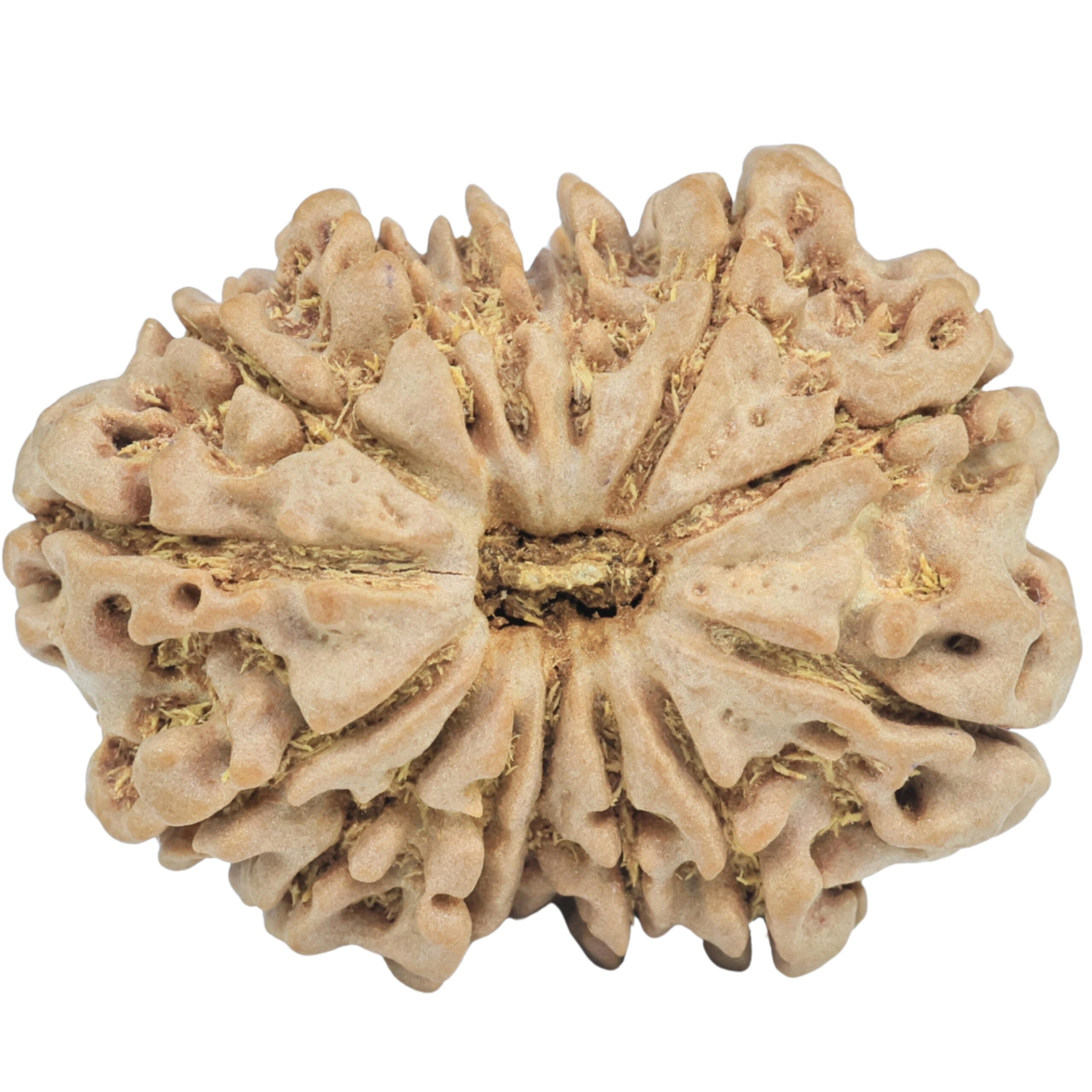 14 Mukhi Rudraksha 32.2mm 6.72gm - Rudraksha