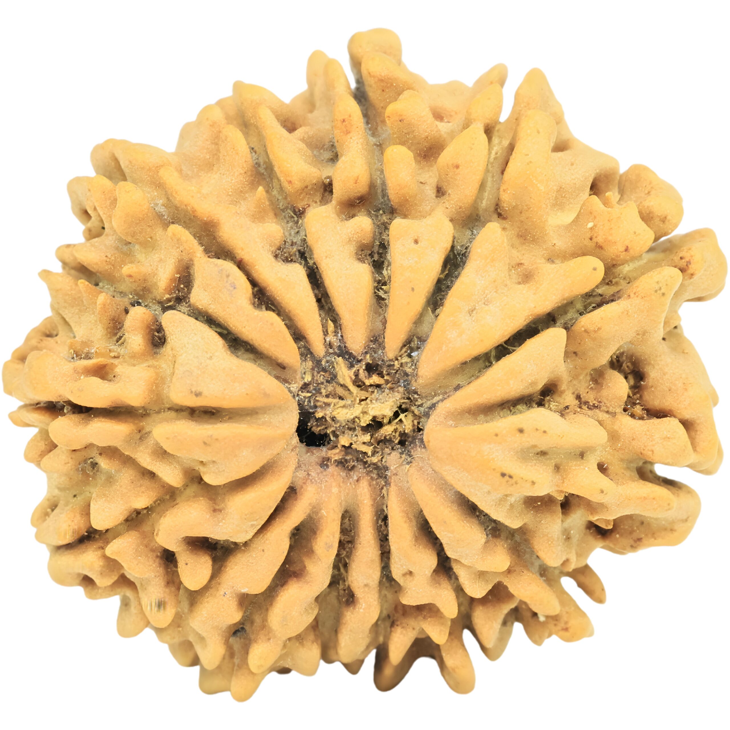 15 Mukhi Rudraksha 26mm 4.17gm - Rudraksha