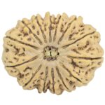 14 Mukhi Rudraksha 34.7mm 7.72gm - Rudraksha