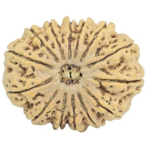 14 Mukhi Rudraksha 34.7mm 7.72gm - Rudraksha