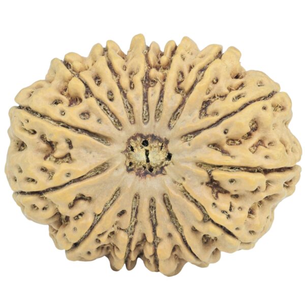 14 Mukhi Rudraksha 34.7mm 7.72gm - Rudraksha