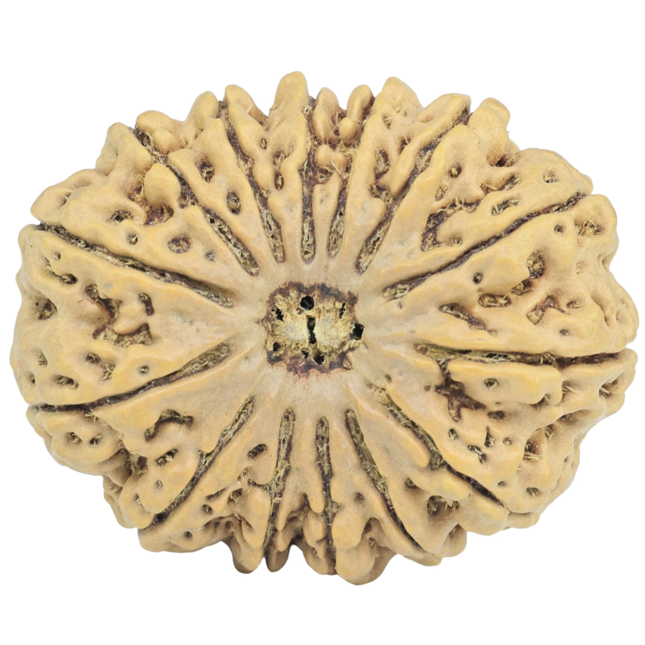 14 Mukhi Rudraksha 34.7mm 7.72gm - Rudraksha