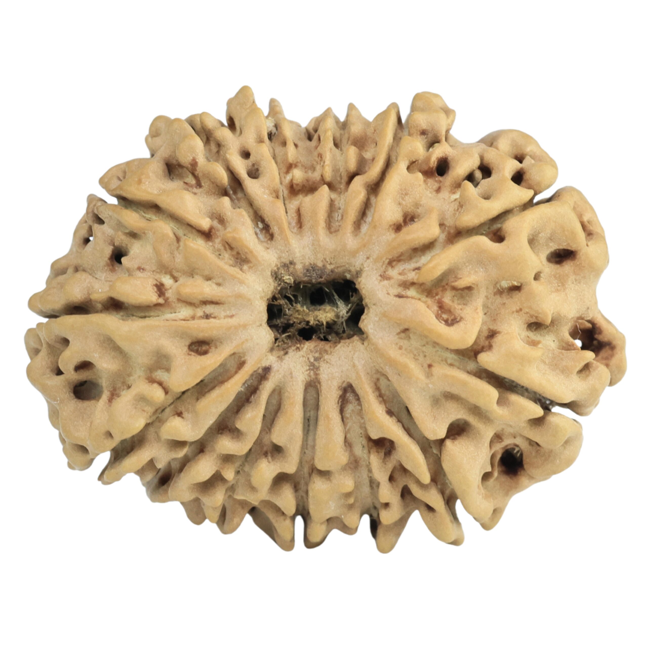 14 Mukhi Rudraksha 26.9mm 3.24gm - Rudraksha