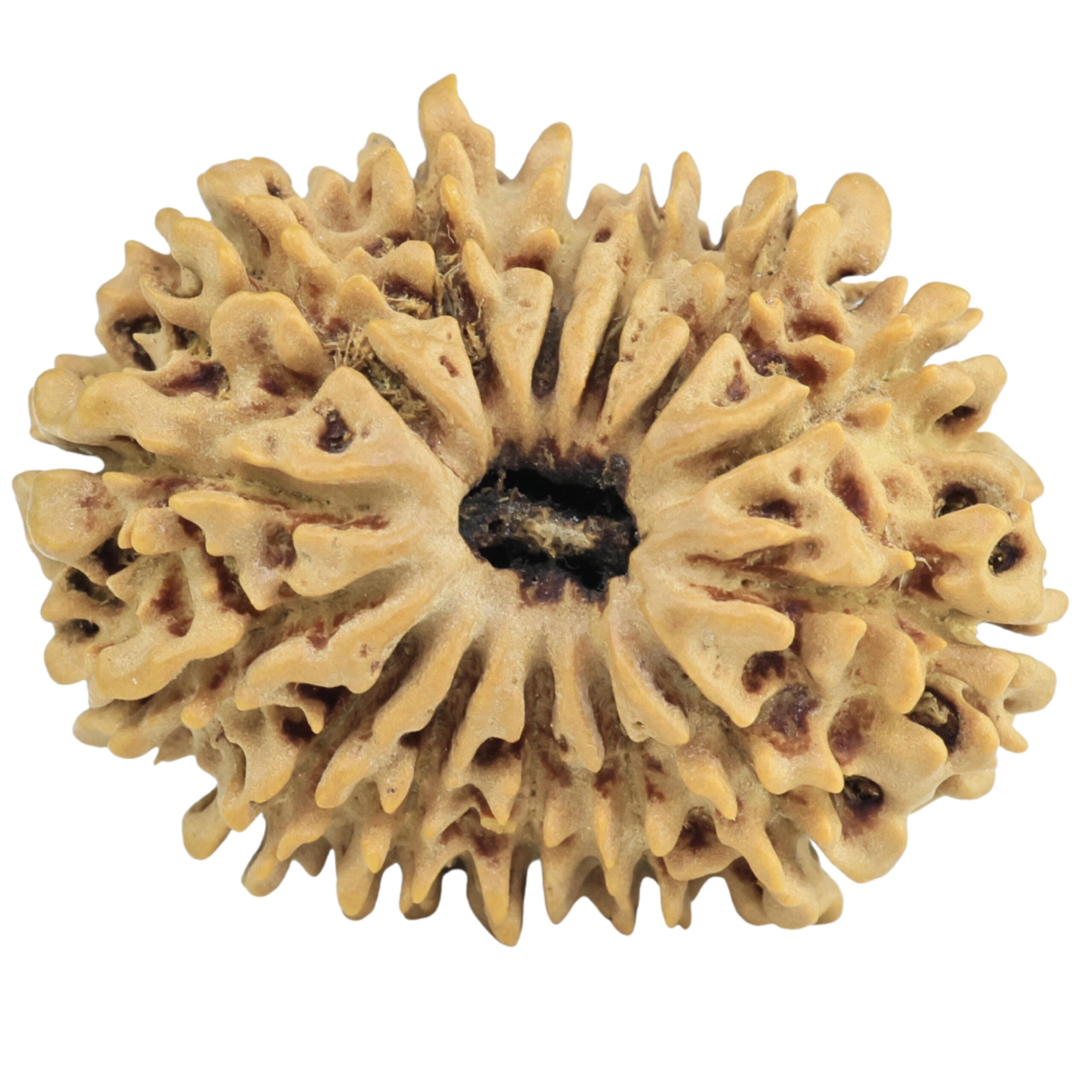 14 Mukhi Rudraksha 26.8mm 3.51gm - Rudraksha