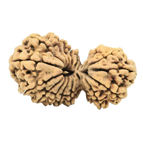 18 Mukhi Gaurishankar 39.4mm 5.56gm - Rudraksha