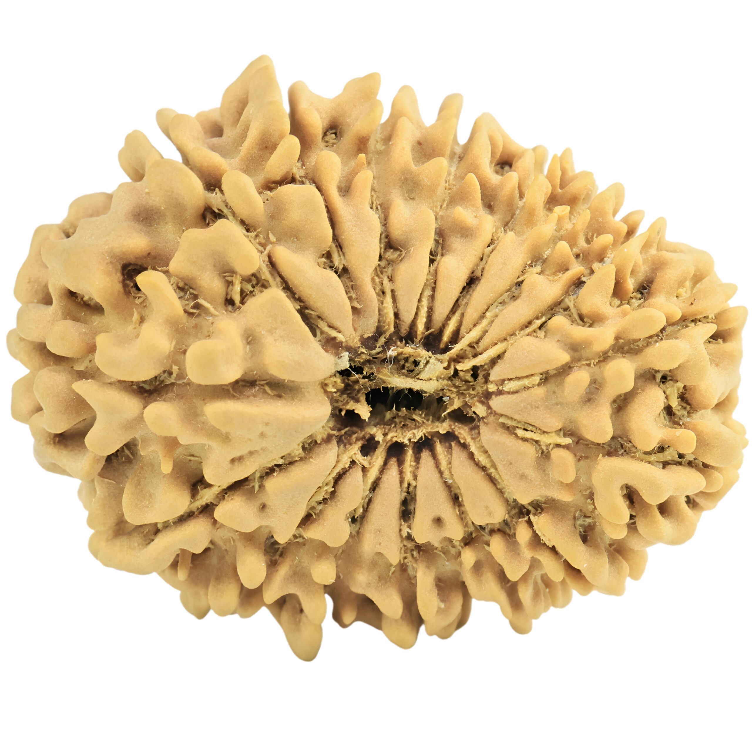 16 Mukhi Rudraksha 27mm 3.11gm - Rudraksha