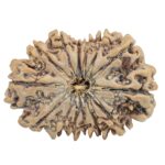14 Mukhi Rudraksha 36.1mm 8.16gm - Rudraksha