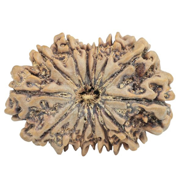 14 Mukhi Rudraksha 36.1mm 8.16gm - Rudraksha