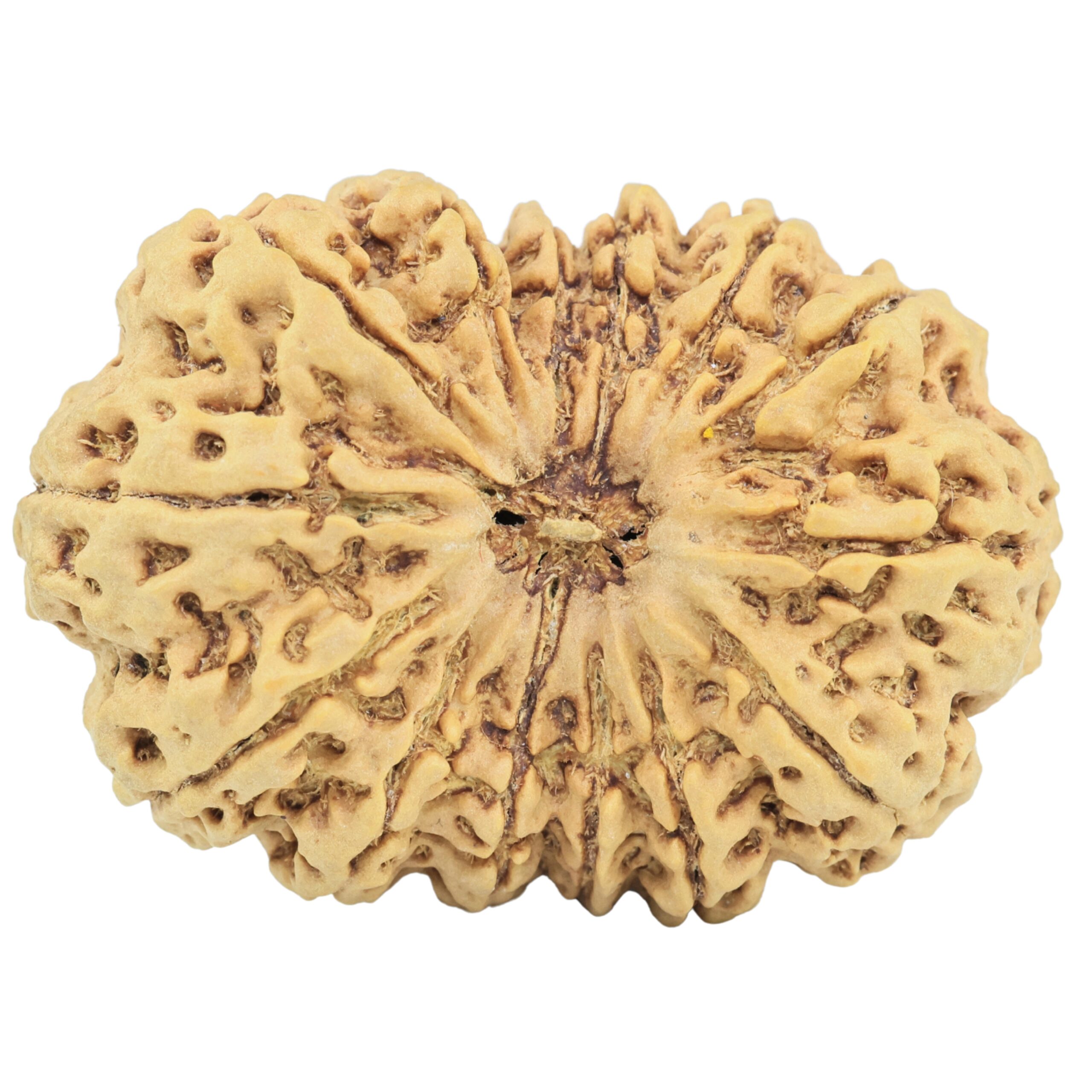 14 Mukhi Rudraksha 39.5mm 9.4gm - Rudraksha