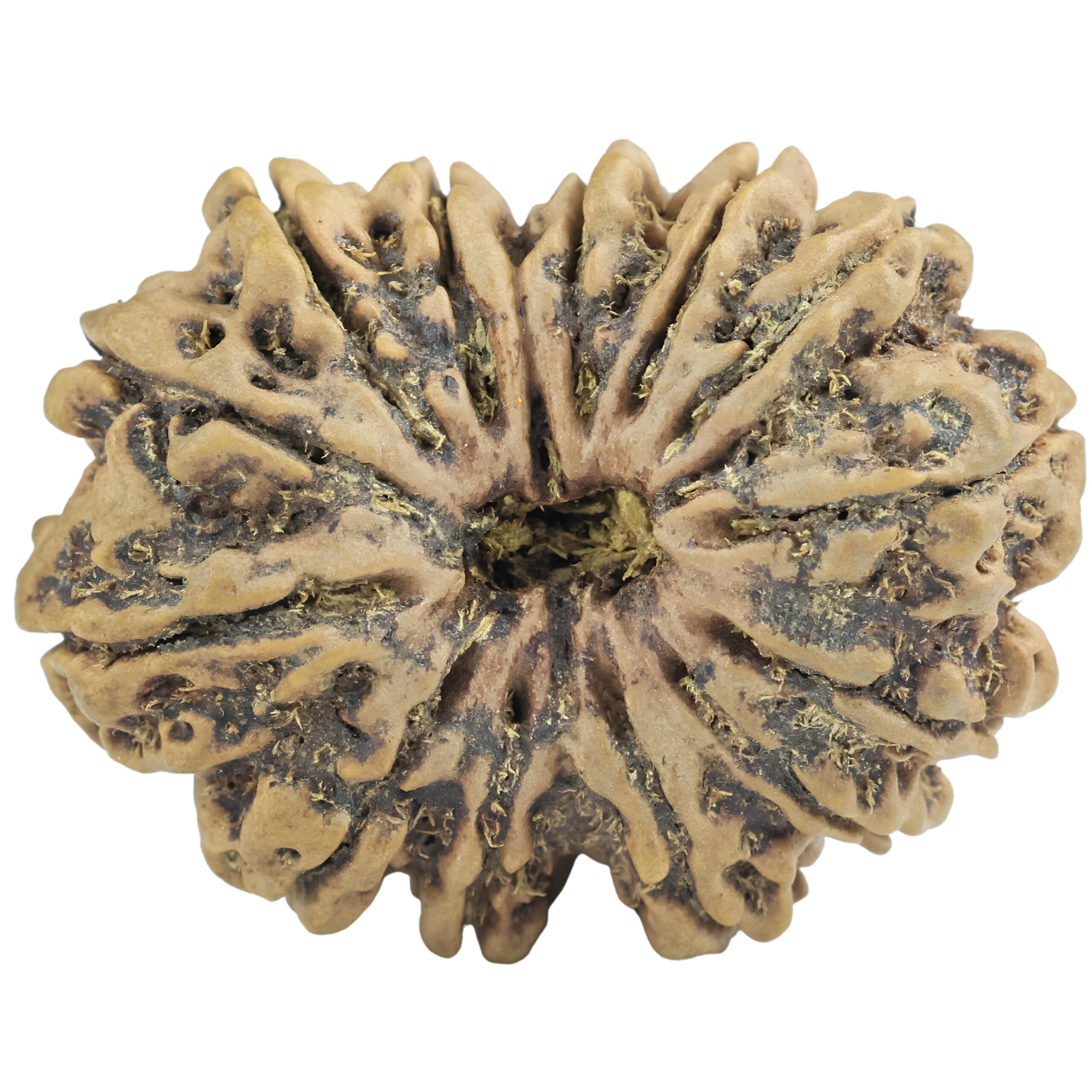 14 Mukhi Rudraksha 32.9mm 6.17gm - Rudraksha