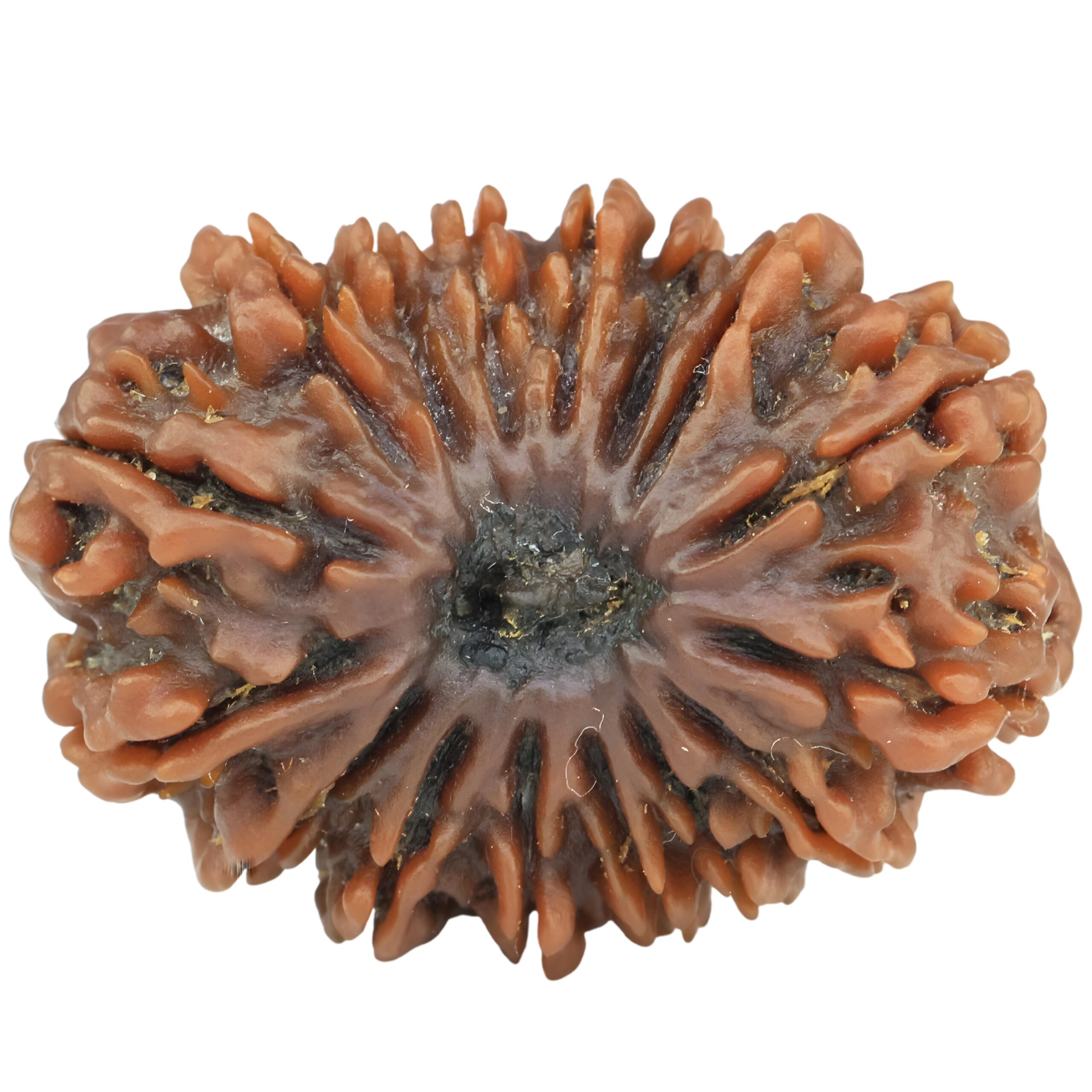 16 Mukhi Rudraksha 30.1mm 5.85gm - Rudraksha