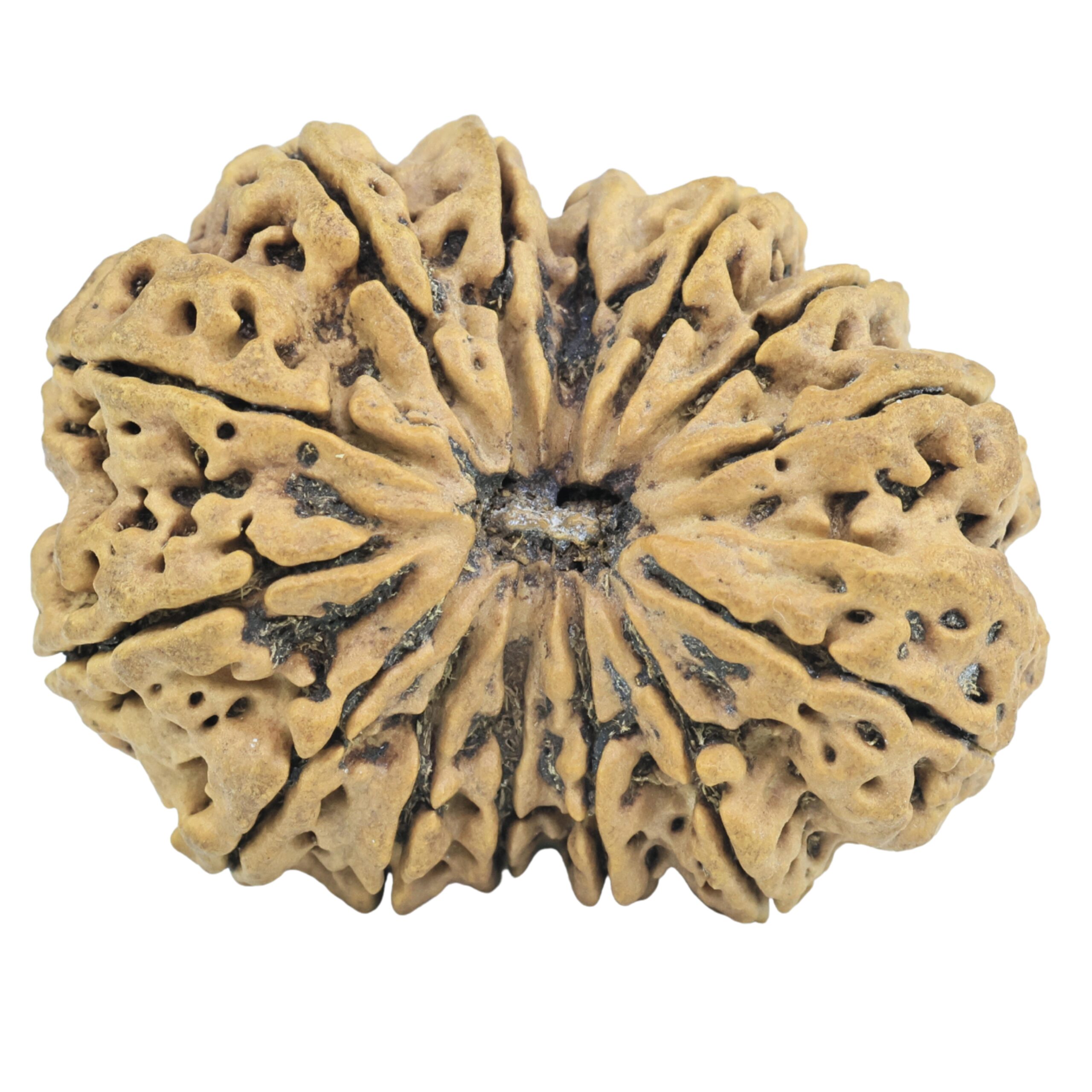 14 Mukhi Rudraksha 36.8mm 7.2gm - Rudraksha