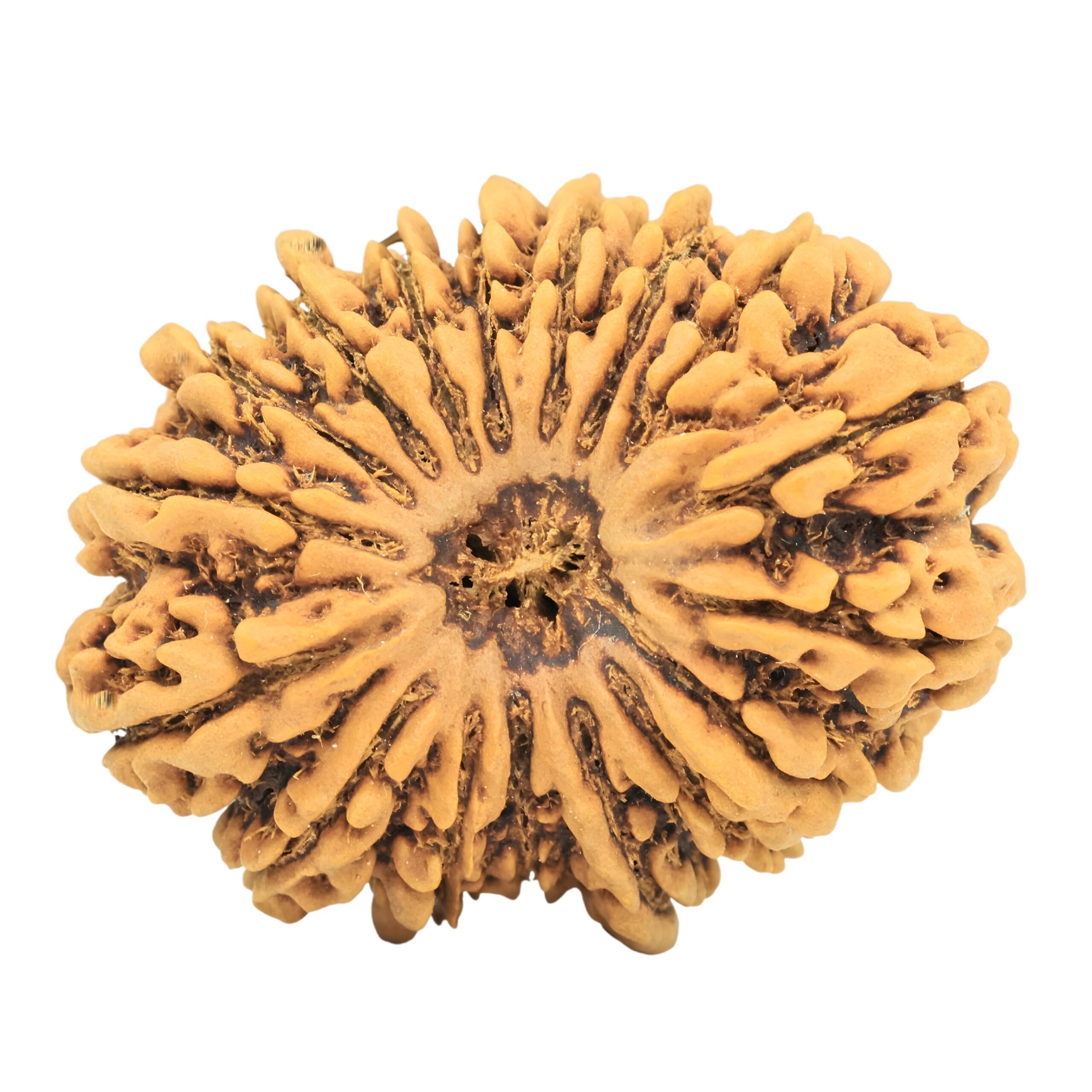 17 Mukhi Rudraksha 35mm 7.49gm - Rudraksha