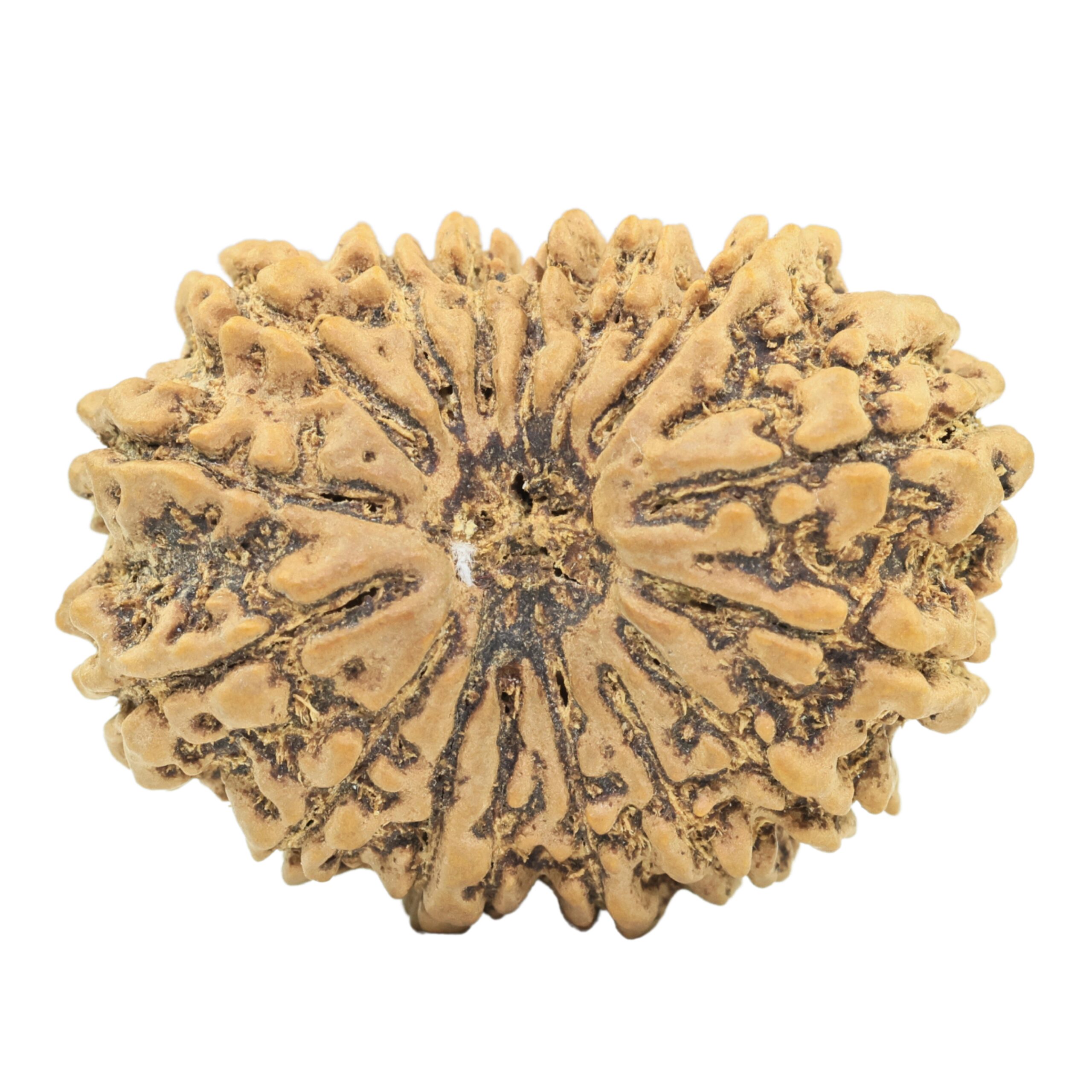 16 Mukhi Rudraksha 31.6mm 5.48gm - Rudraksha