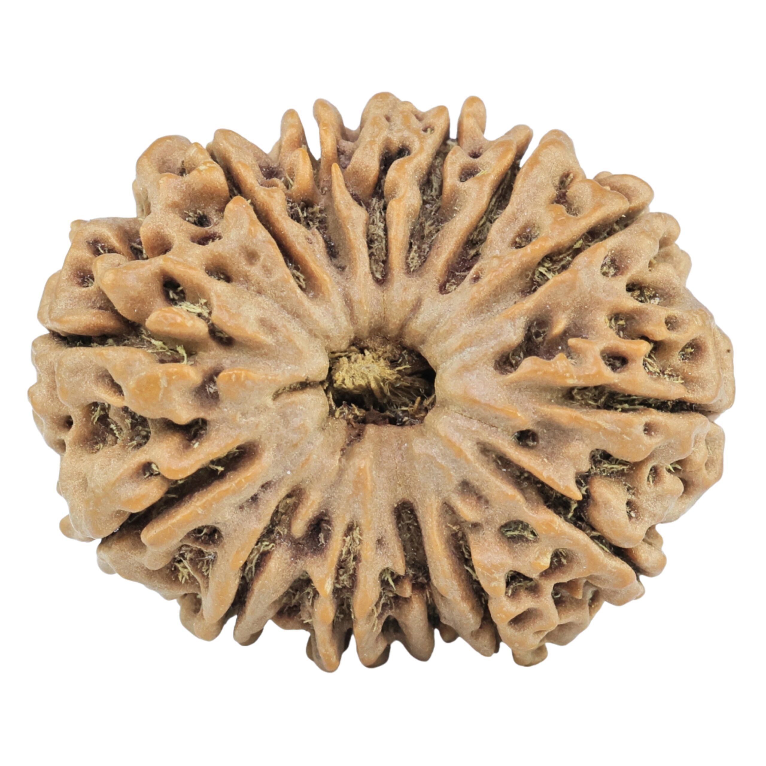 14 Mukhi Rudraksha 29.1mm 5.67gm - Rudraksha