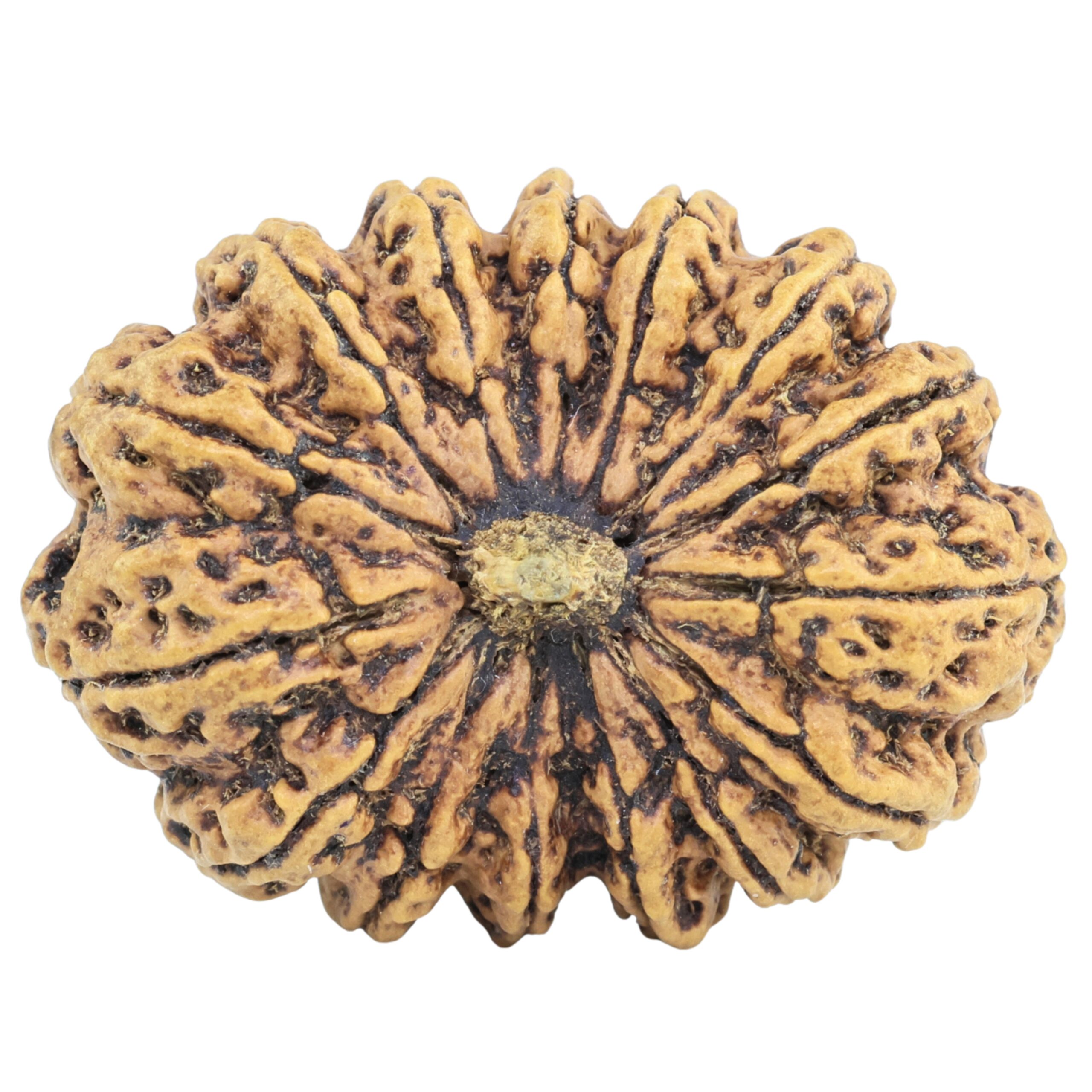 15 Mukhi Rudraksha 33.9mm 5.19gm - Rudraksha