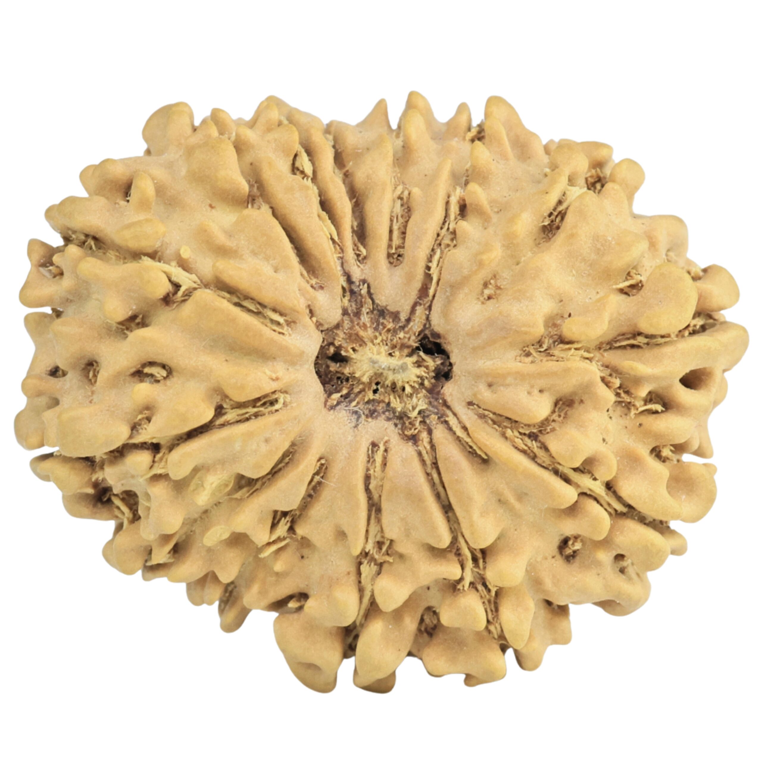 14 Mukhi Rudraksha 27mm 4.12gm - Rudraksha
