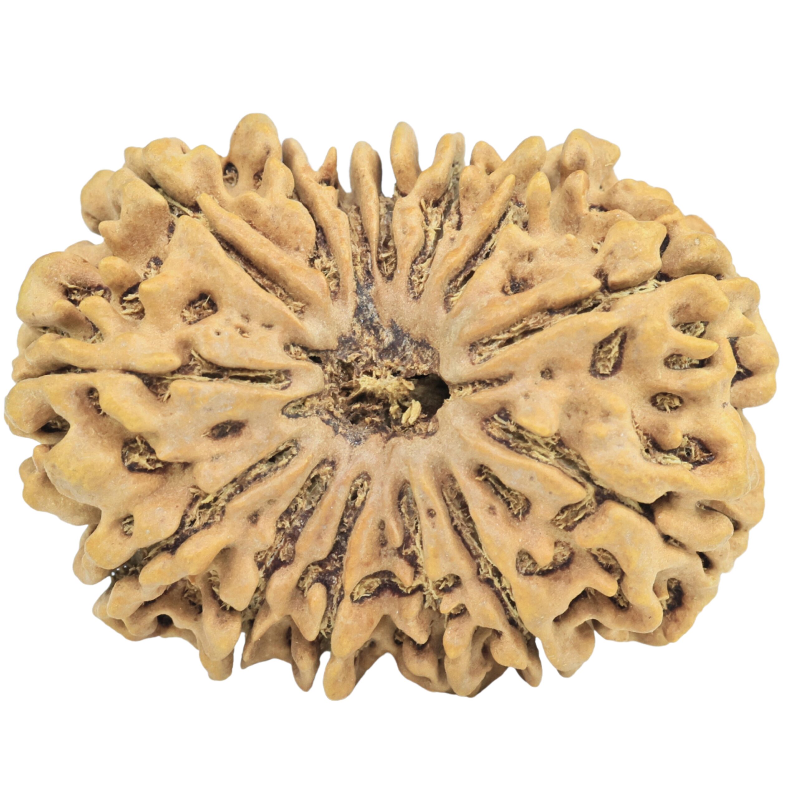 14 Mukhi Rudraksha 33.3mm 6.41gm - Rudraksha