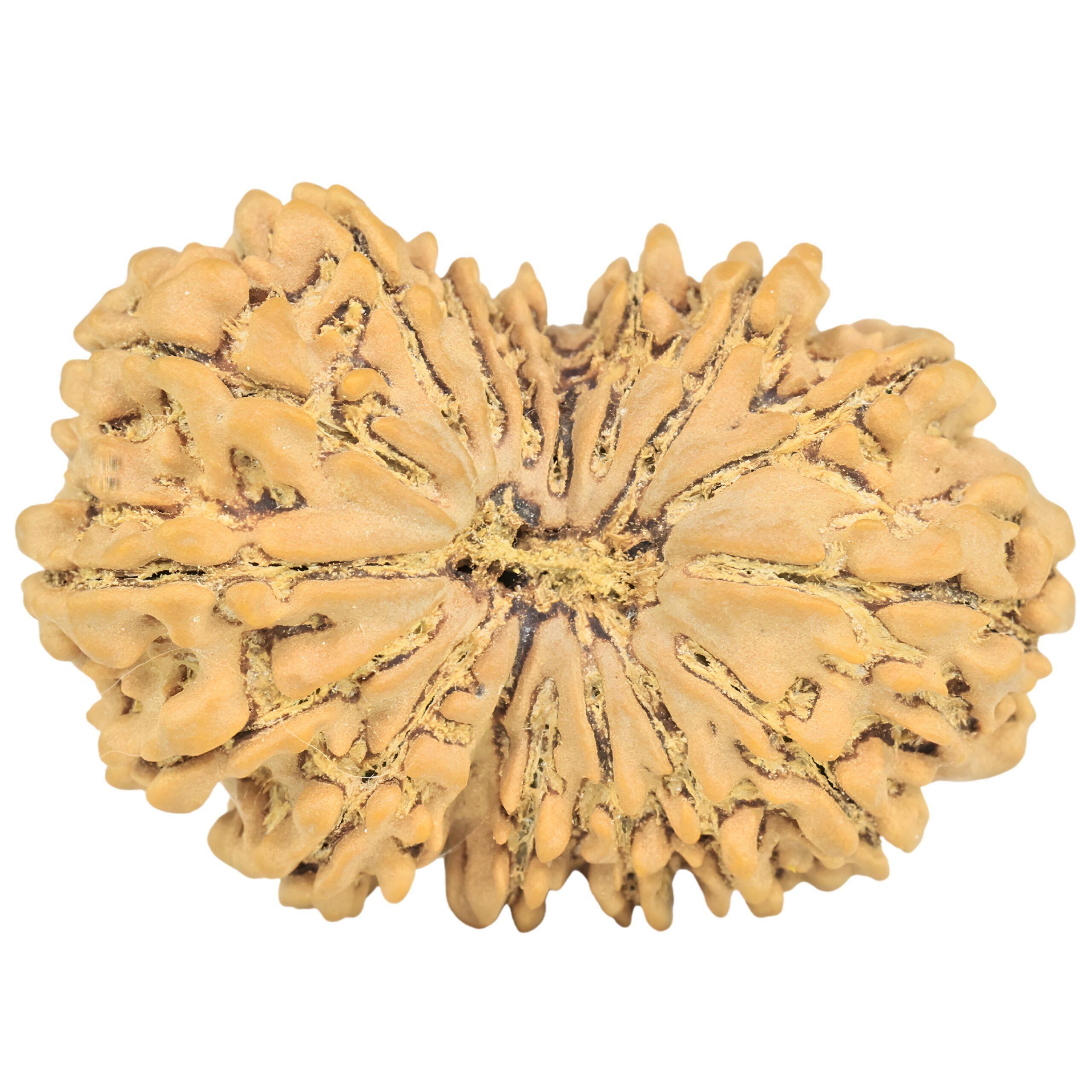 16 Mukhi Rudraksha 34.8mm 6.56gm - Rudraksha