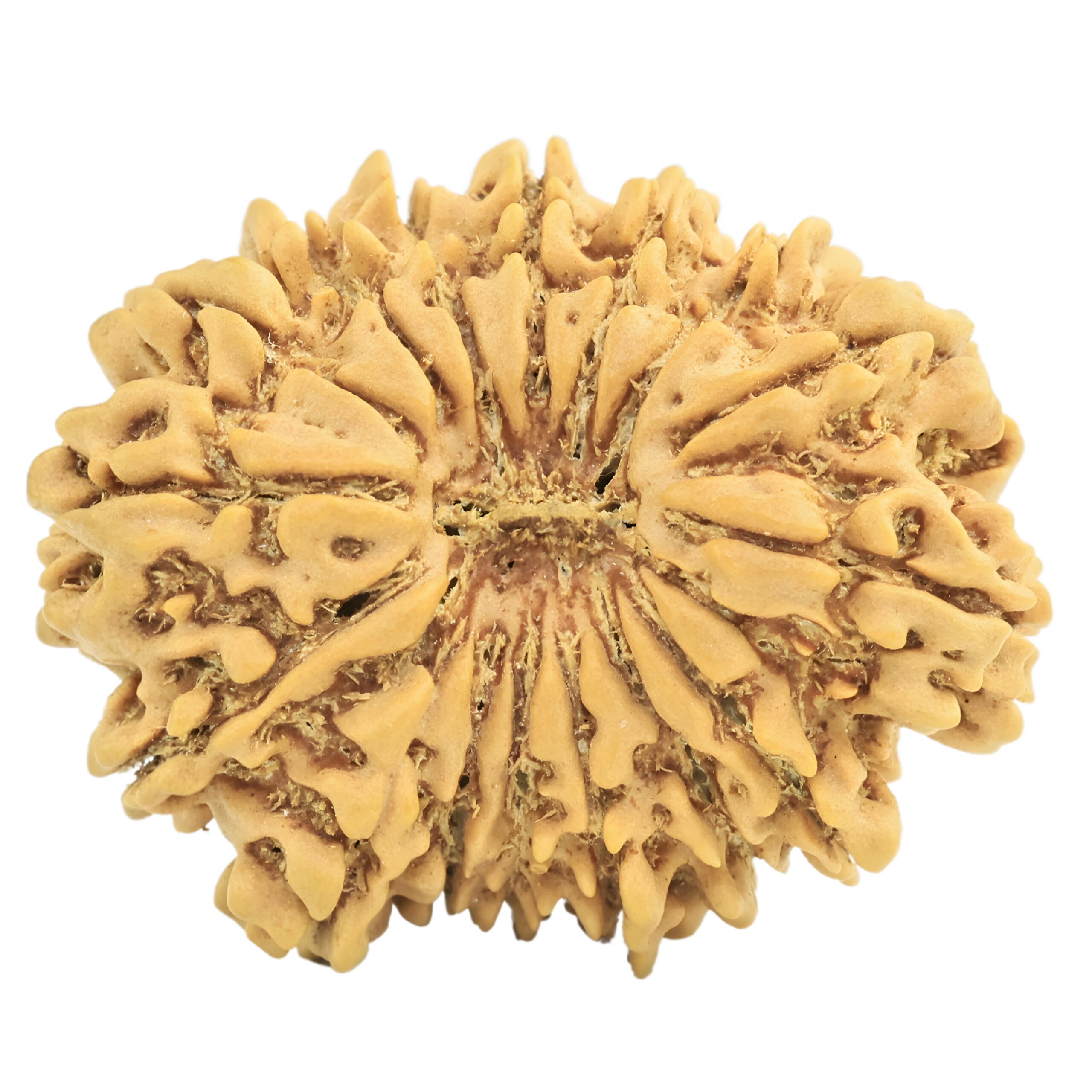 16 Mukhi Rudraksha 27.9mm 4.15gm - Rudraksha