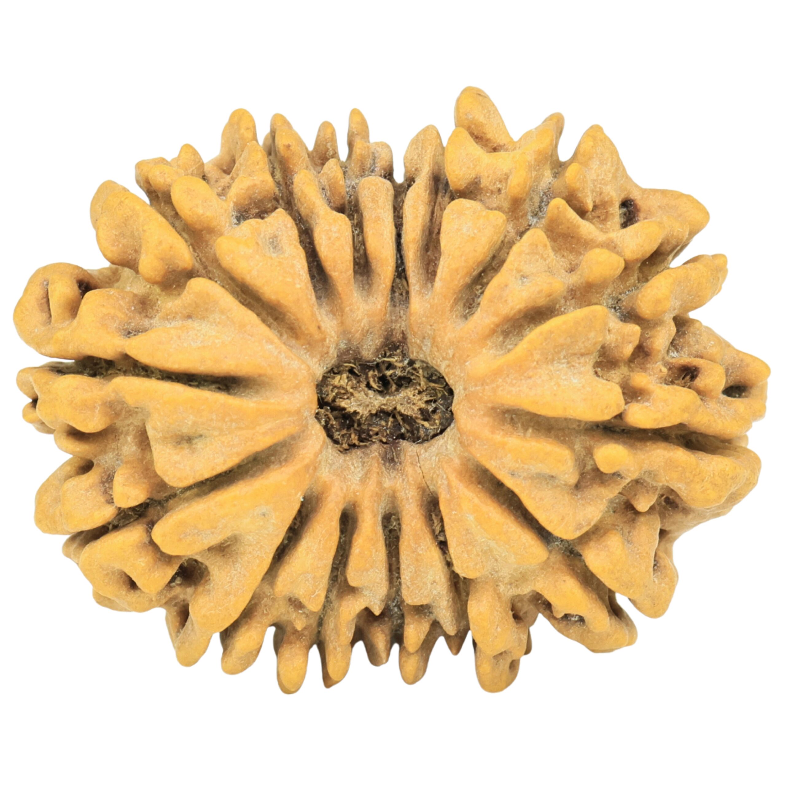 15 Mukhi Rudraksha 27.4mm 3.71gm - Rudraksha