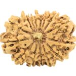 15 Mukhi Rudraksha 28.8mm 4gm - Rudraksha