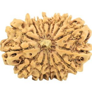 15 Mukhi Rudraksha 28.8mm 4gm - Rudraksha