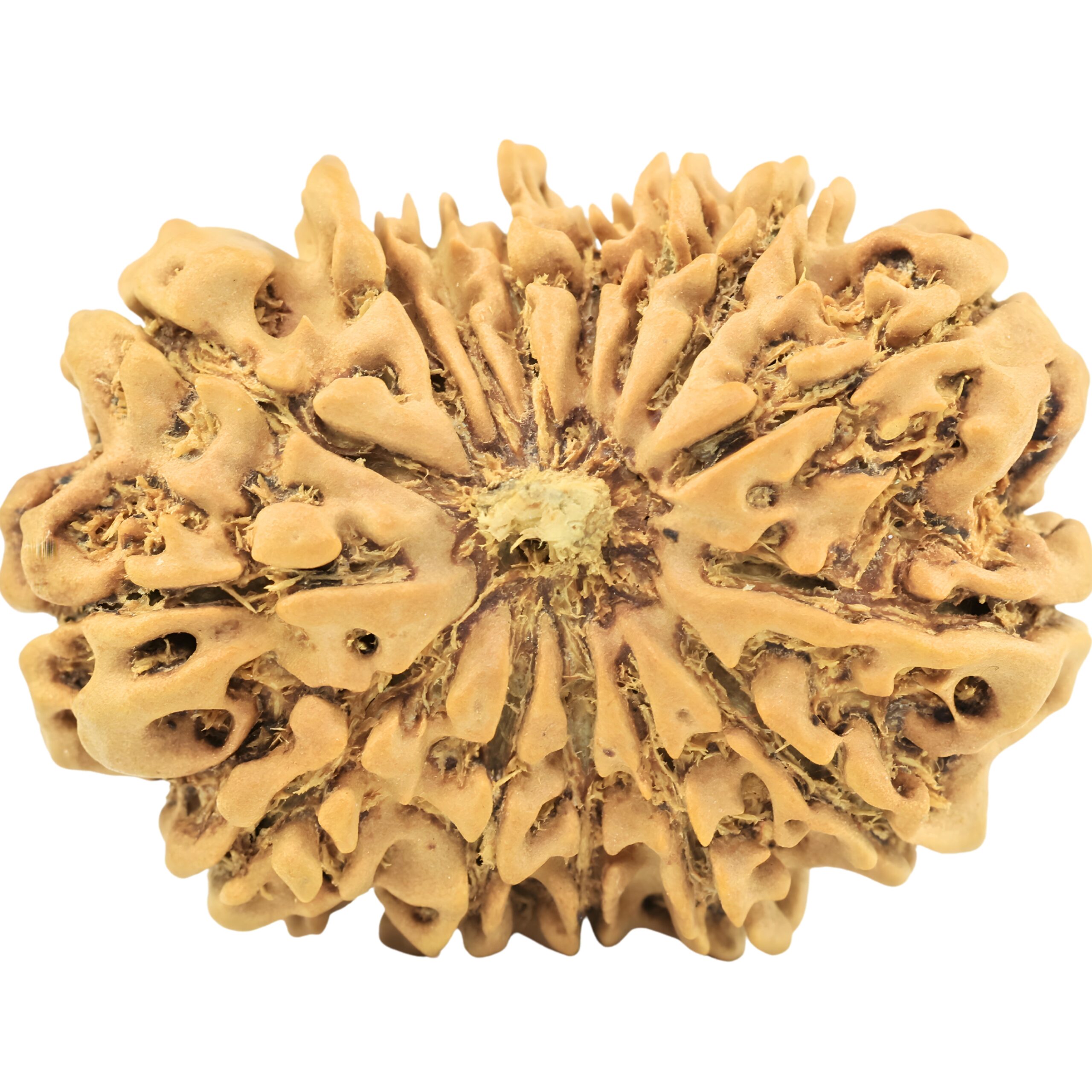 15 Mukhi Rudraksha 28.8mm 4gm - Rudraksha
