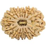 15 Mukhi Rudraksha 32.1mm 6.6gm - Rudraksha