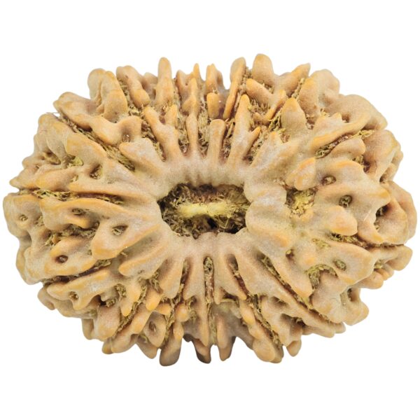 15 Mukhi Rudraksha 32.1mm 6.6gm - Rudraksha