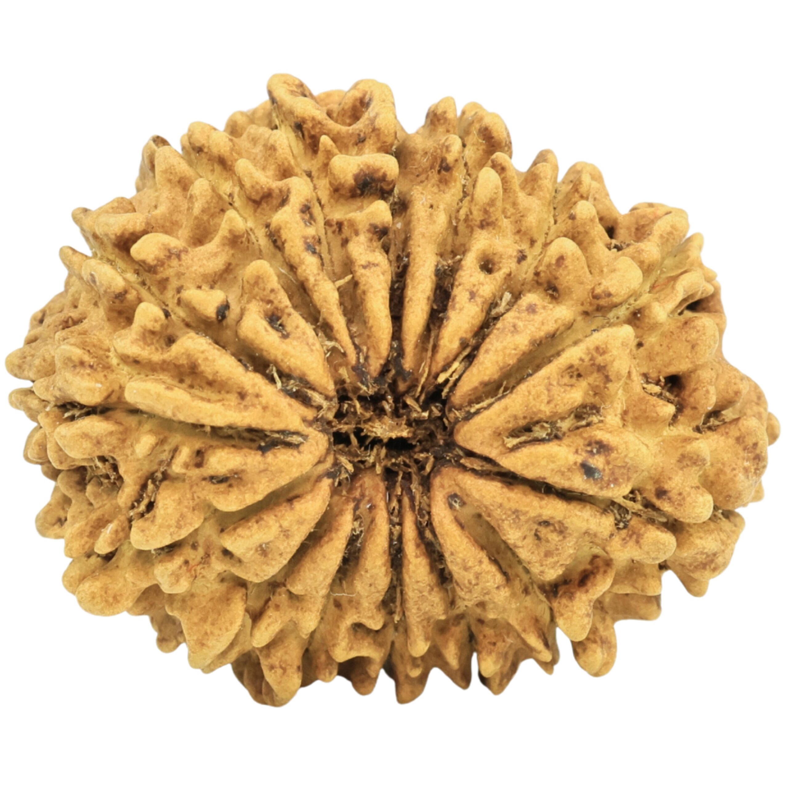 15 Mukhi Rudraksha 25.7mm 2.28gm - Rudraksha