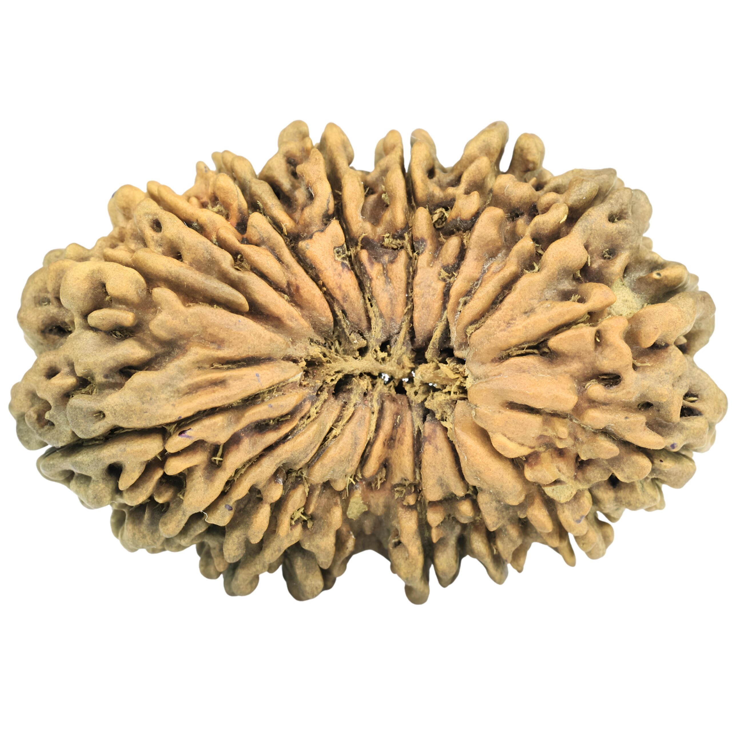 16 Mukhi Rudraksha 40.2mm 3.8gm - Rudraksha