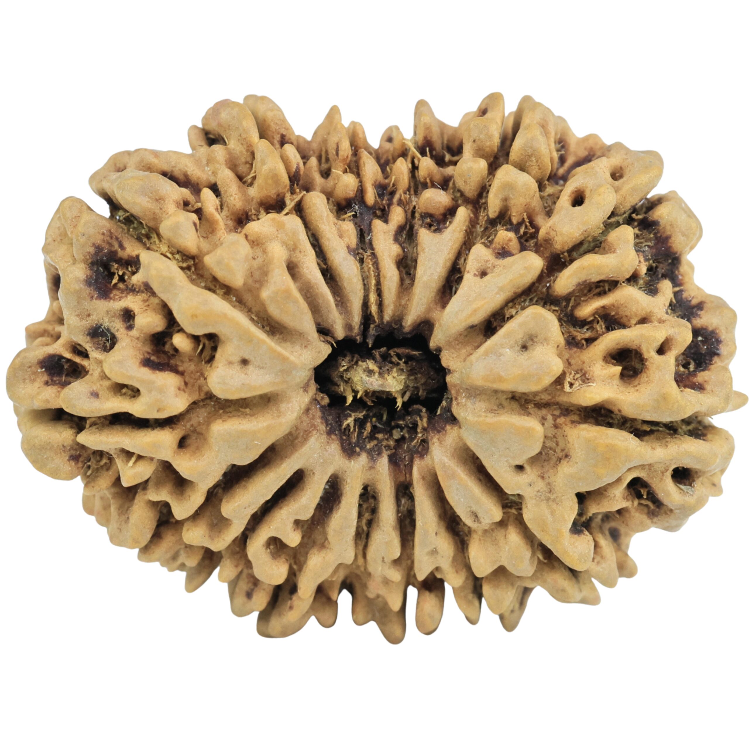 15 Mukhi Rudraksha 29.5mm 4gm - Rudraksha