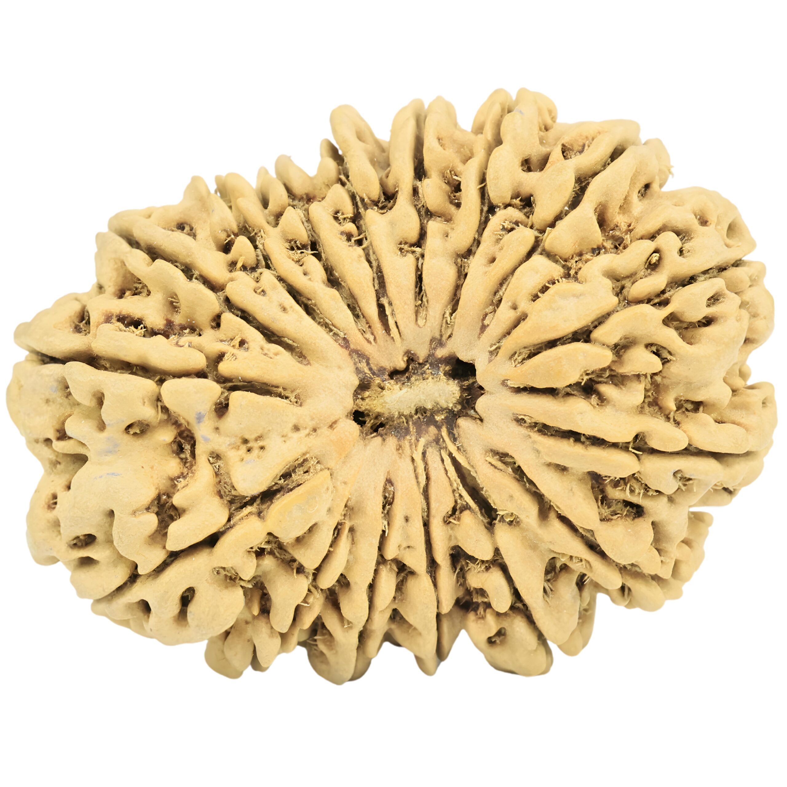 16 Mukhi Rudraksha 35mm 5.75gm - Rudraksha