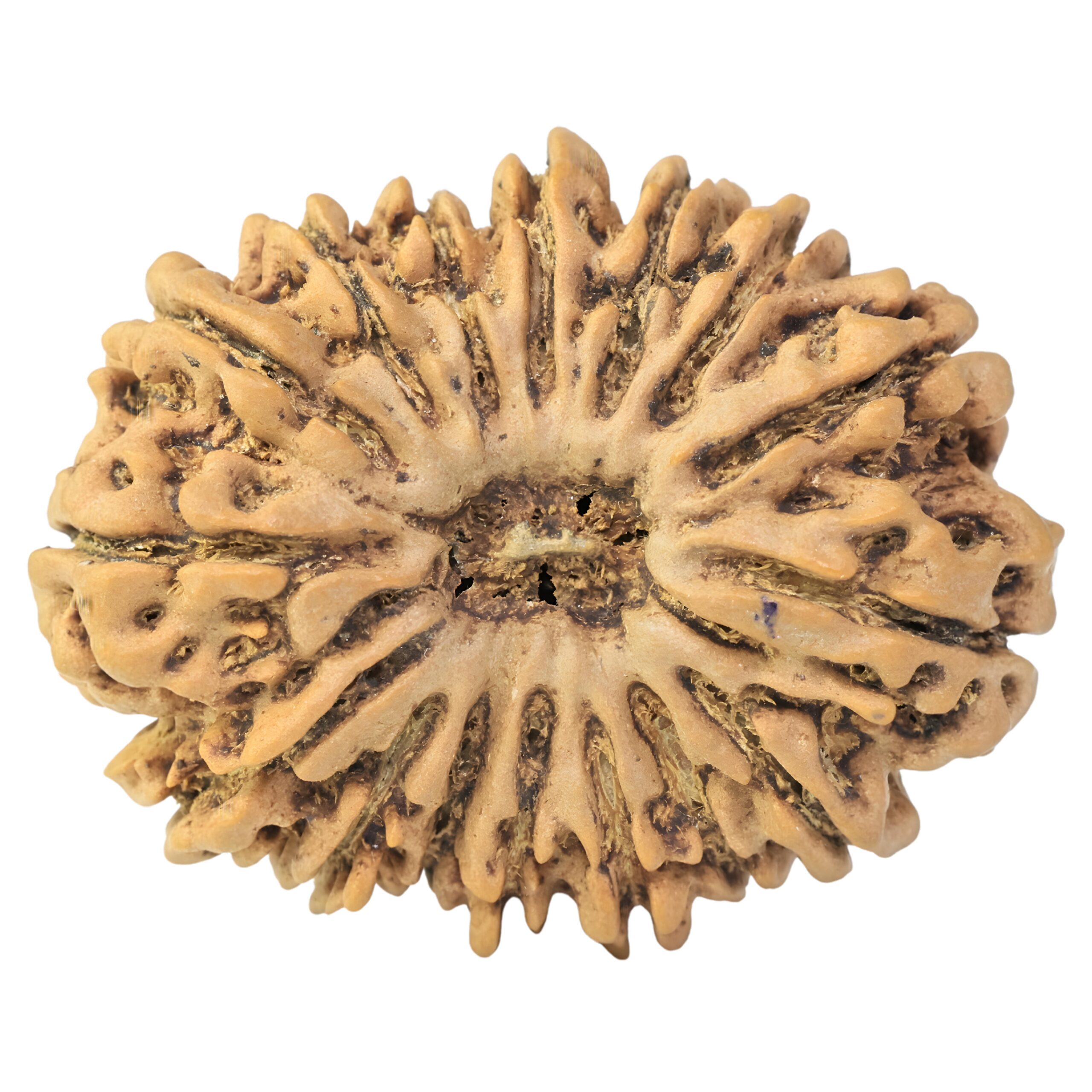 16 Mukhi Rudraksha 33mm 6.77gm - Rudraksha