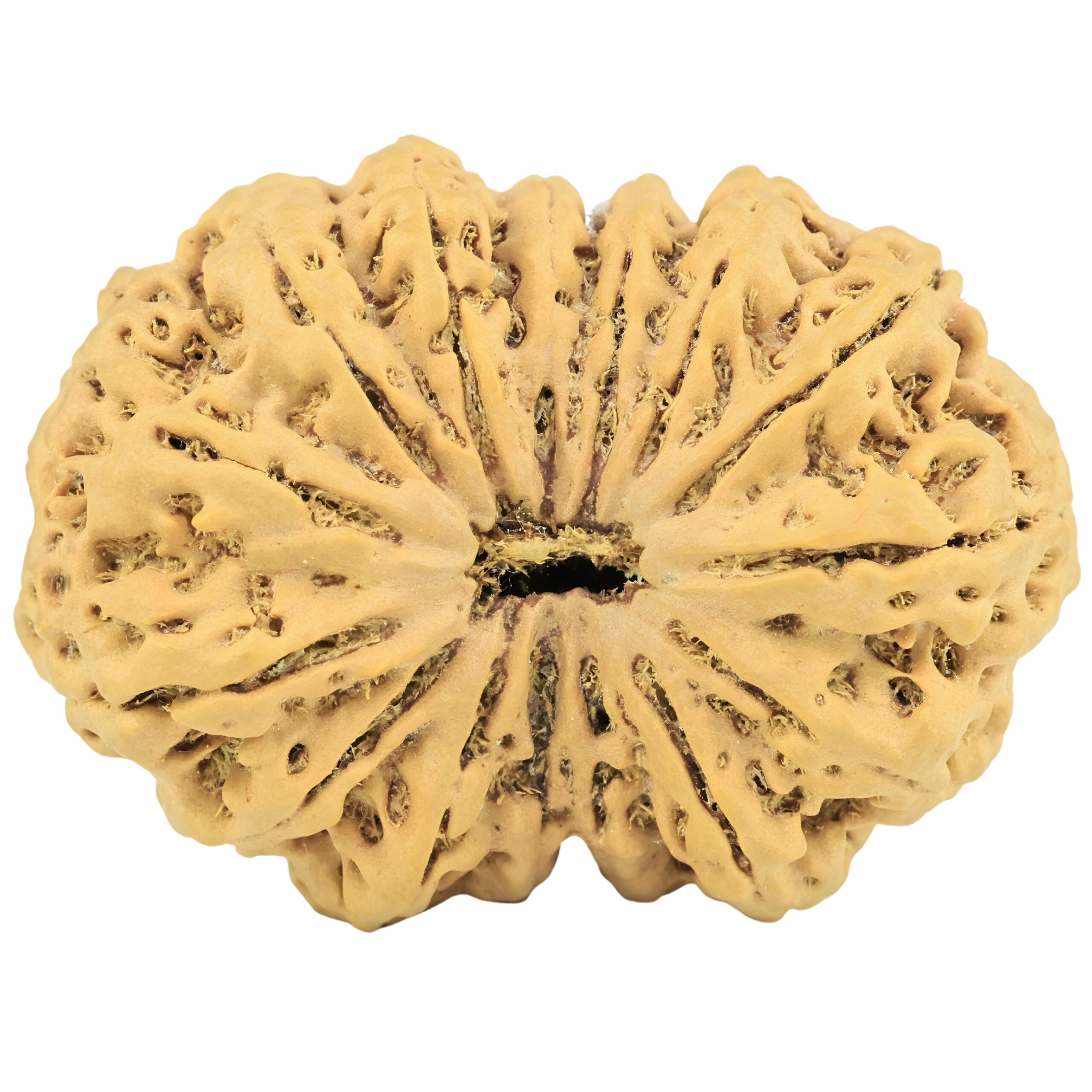 15 Mukhi Rudraksha 40mm 9.47gm - Rudraksha