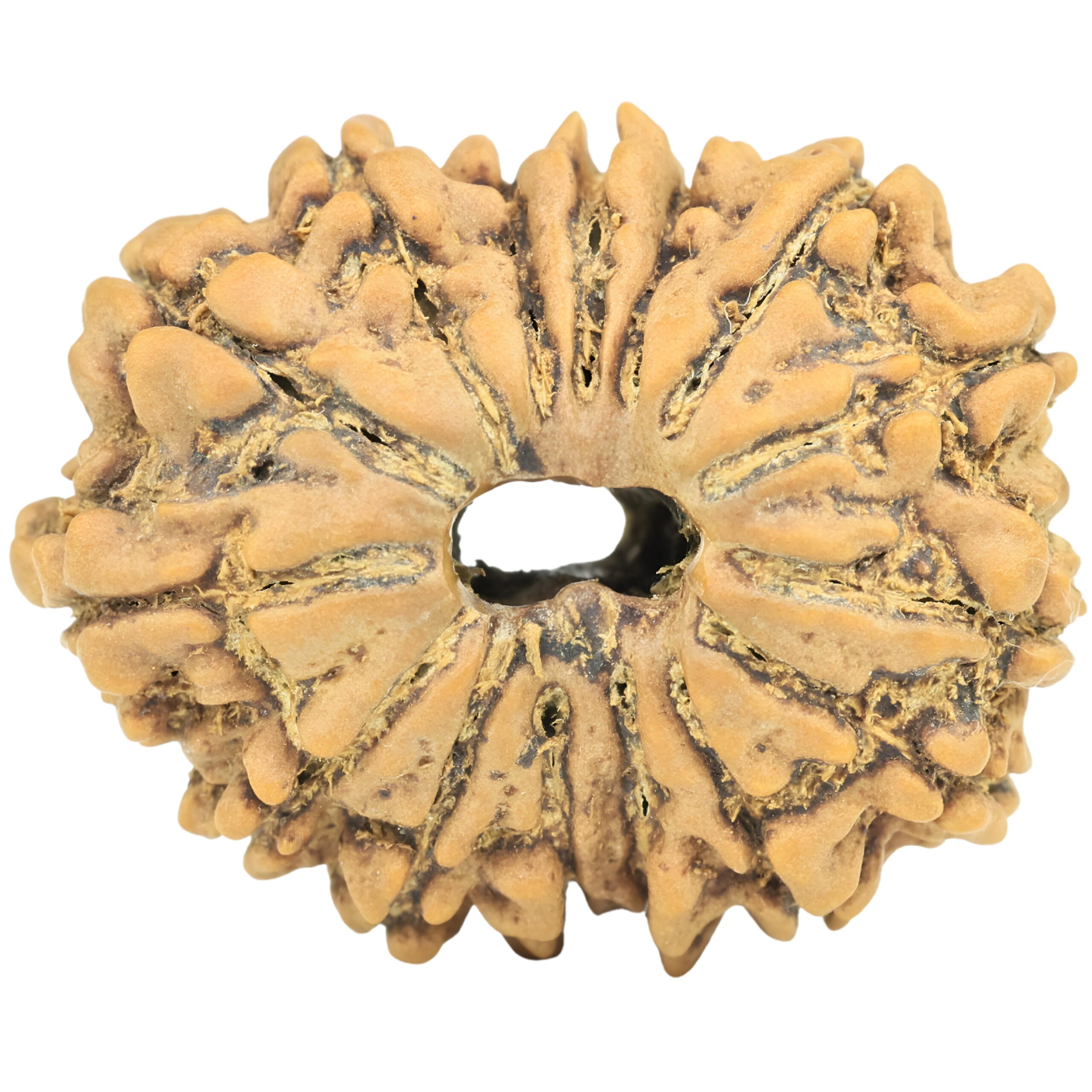 15 Mukhi Rudraksha 25.9mm 4gm - Rudraksha