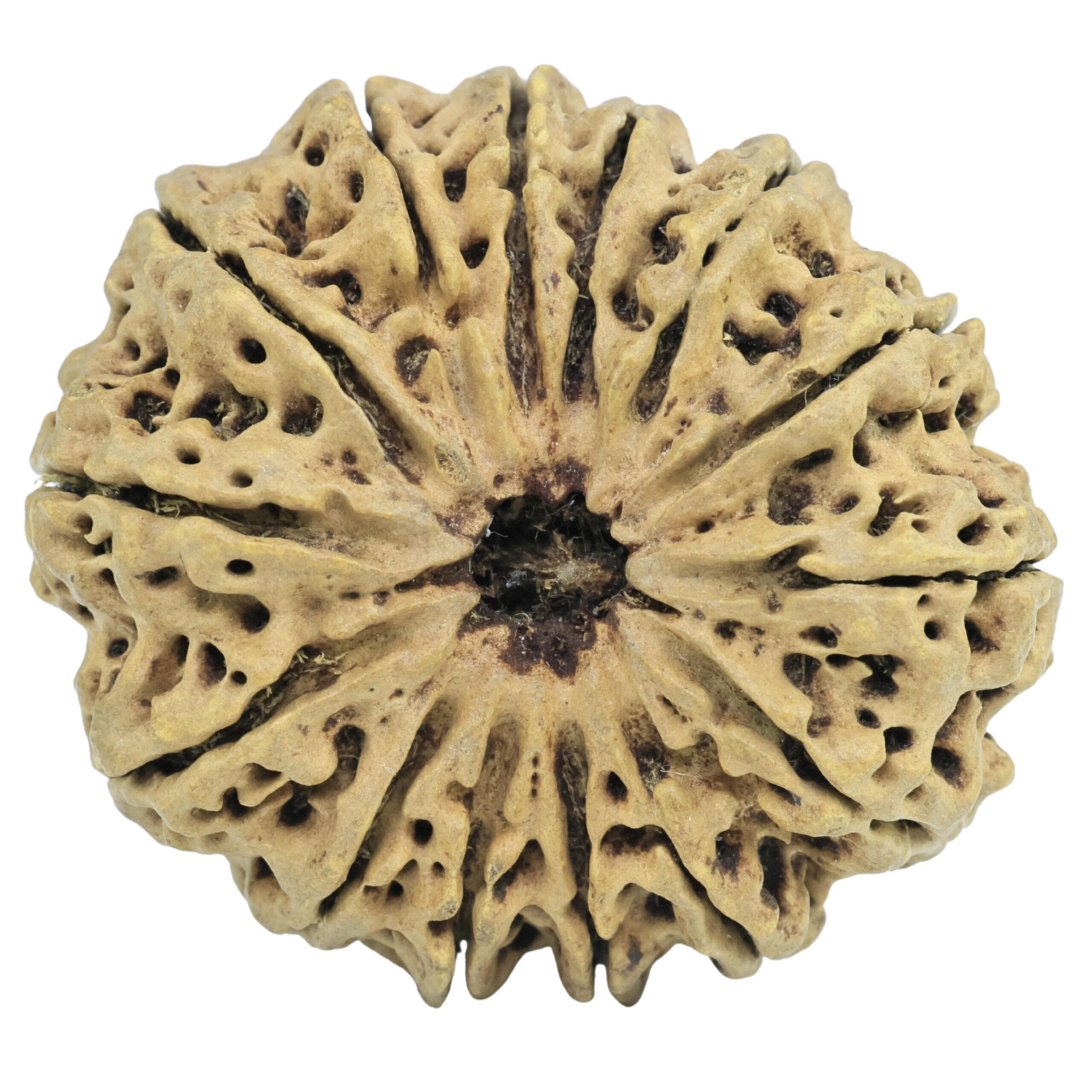 14 Mukhi Rudraksha 34.2mm 6gm - Rudraksha