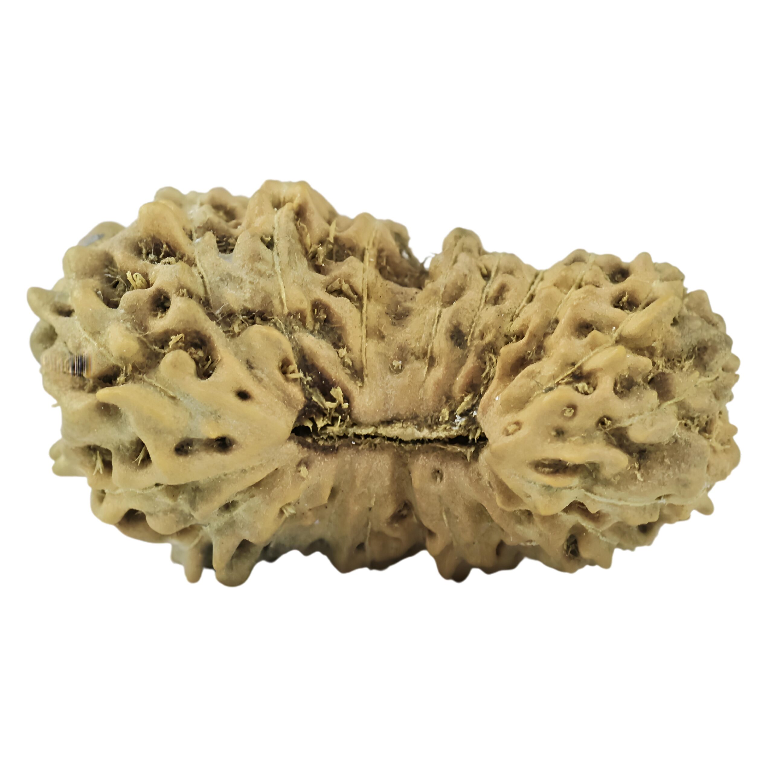 21 Mukhi Rudraksha 16.2mm 0.47gm - Rudraksha