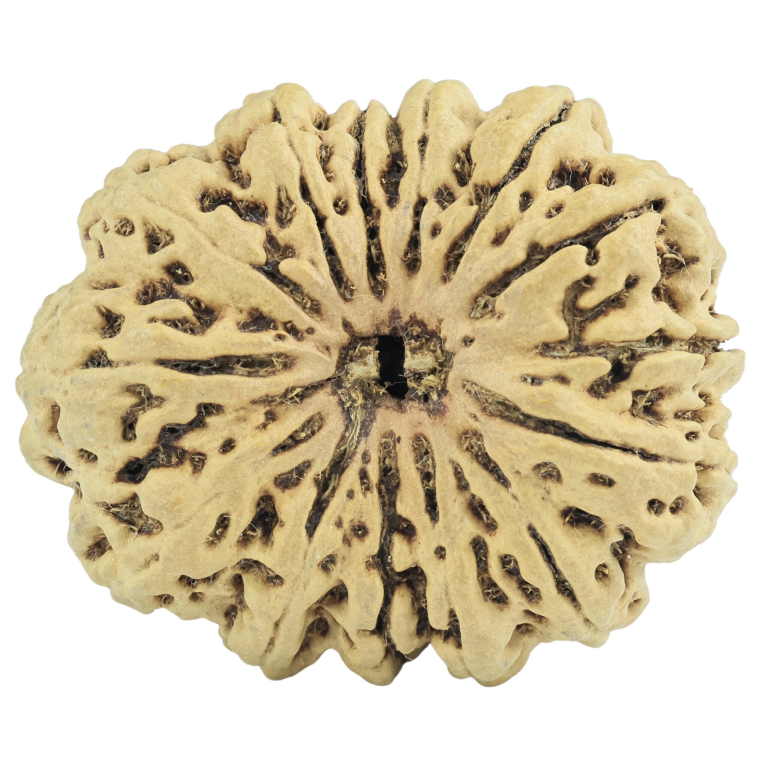 14 Mukhi Rudraksha 31.3mm 4.54gm - Rudraksha