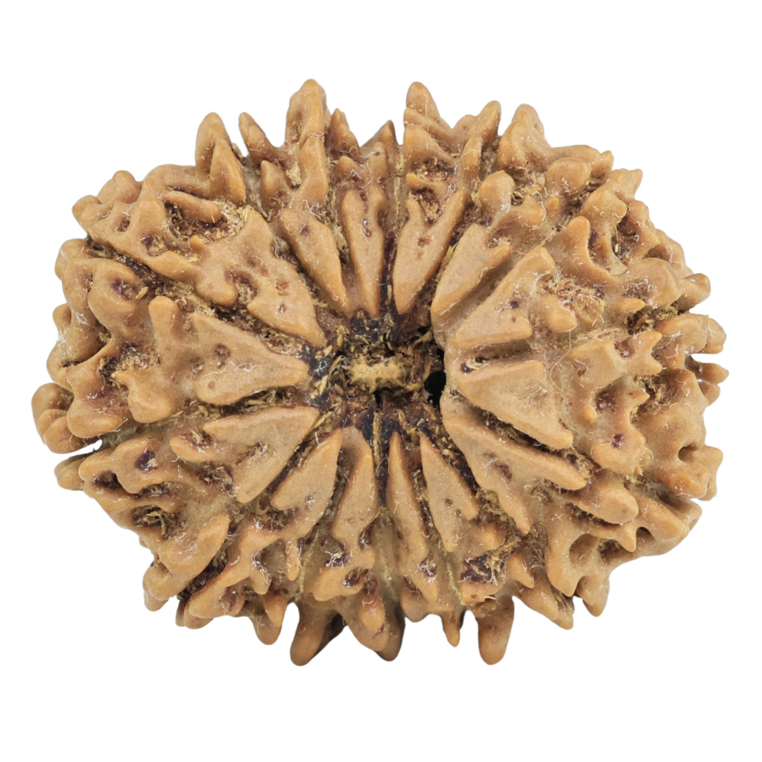 14 Mukhi Rudraksha 26.5mm 4gm - Rudraksha