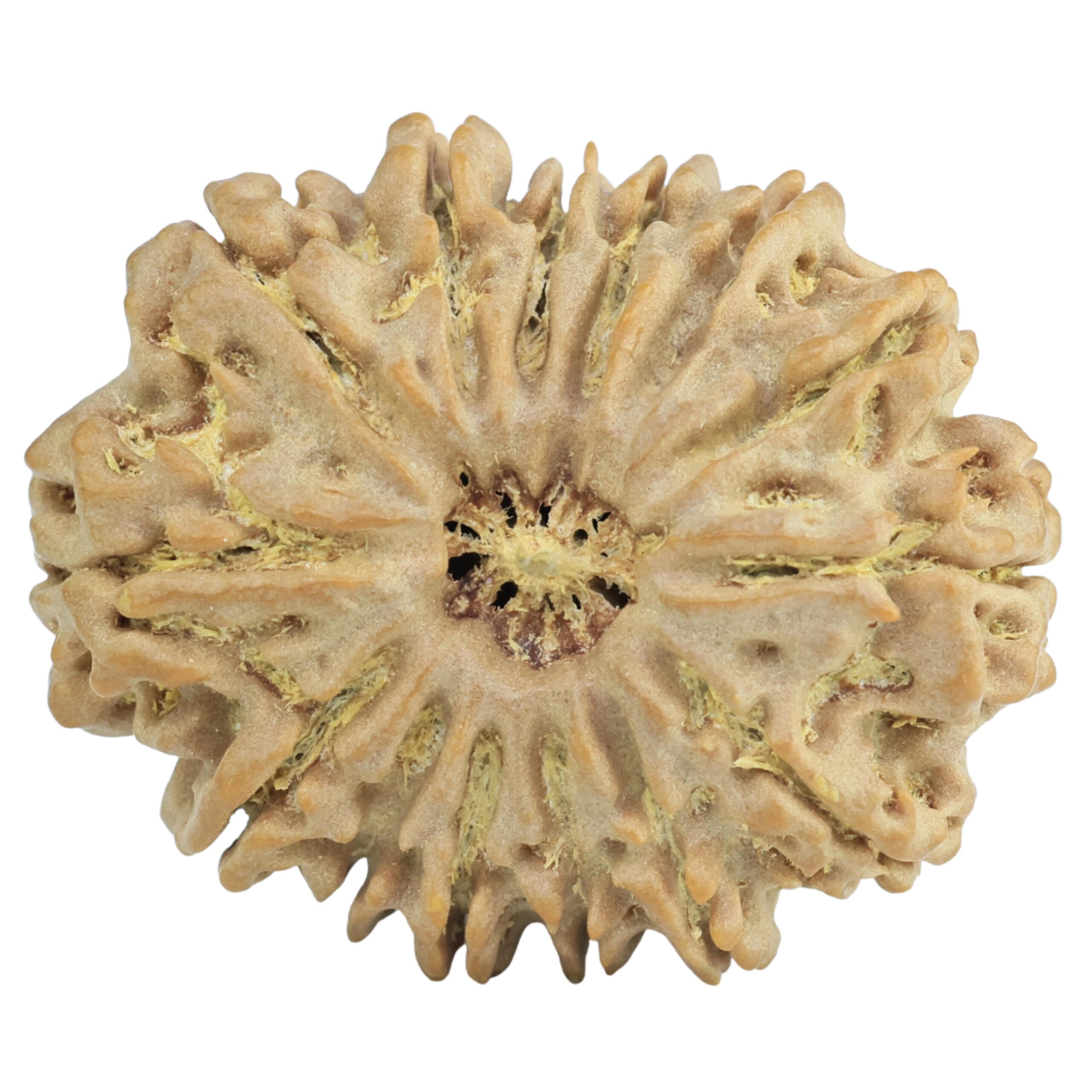 14 Mukhi Rudraksha 30.4mm 6.13gm - Rudraksha