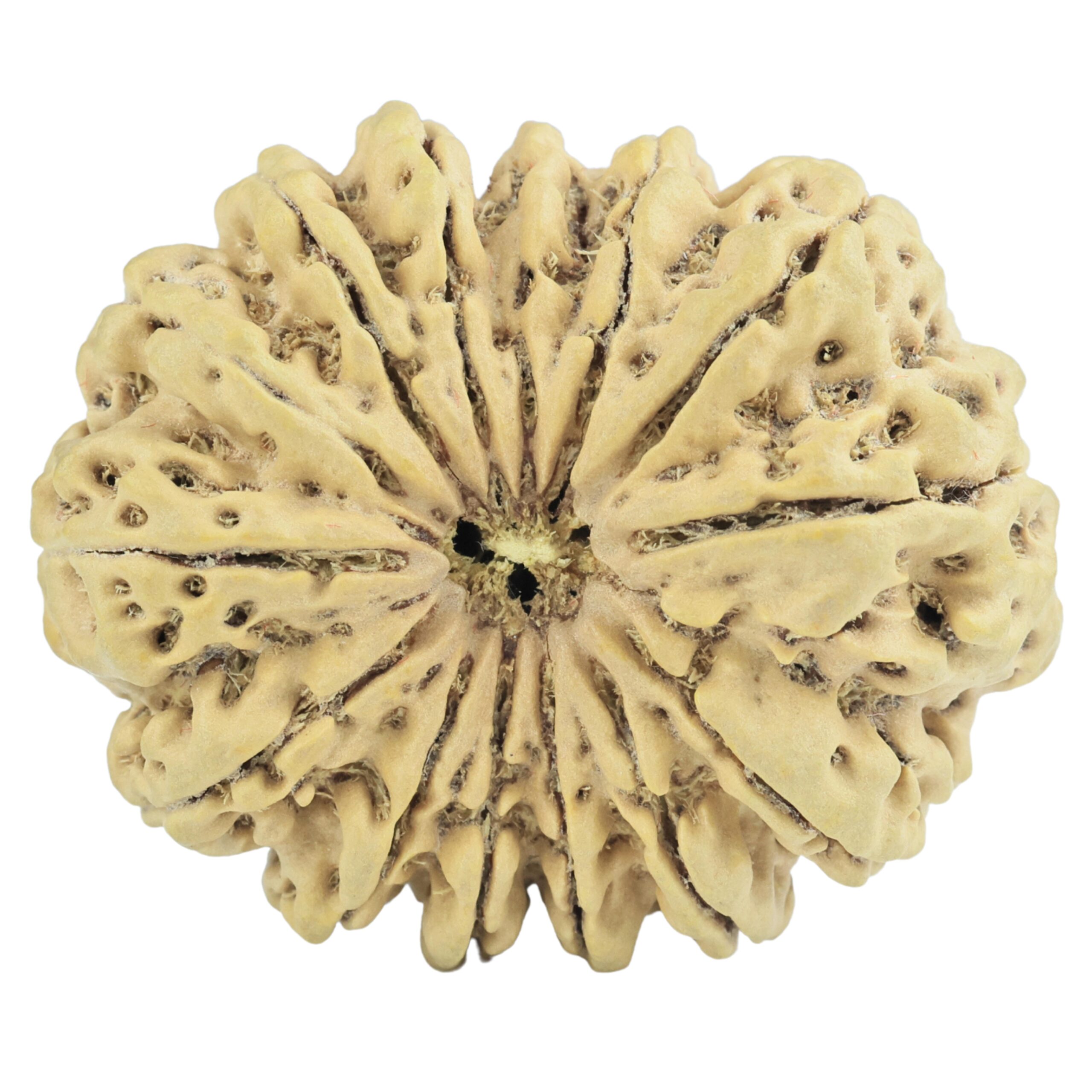 14 Mukhi Rudraksha 35.1mm 7.56gm - Rudraksha