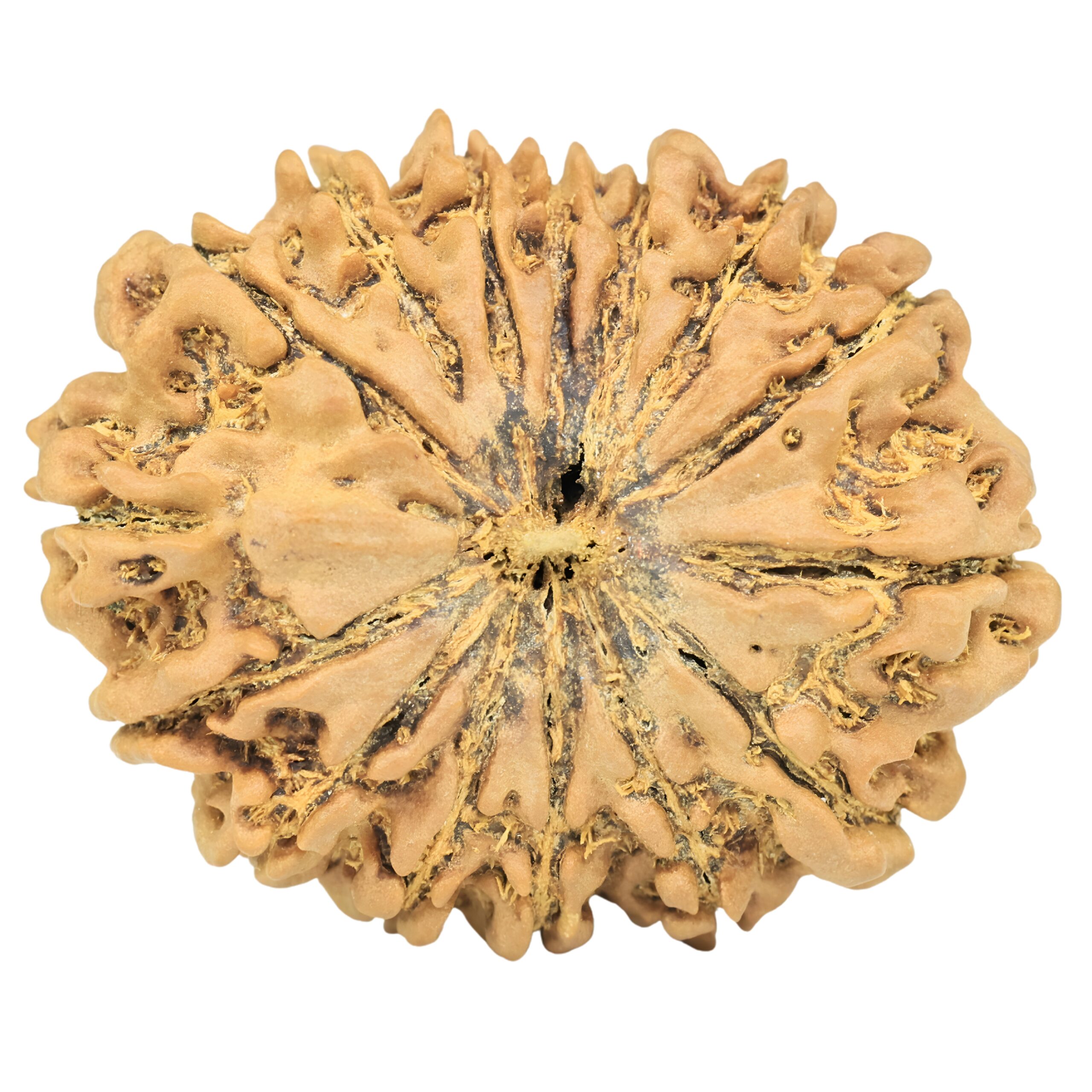 15 Mukhi Rudraksha 32.1mm 5.63gm - Rudraksha
