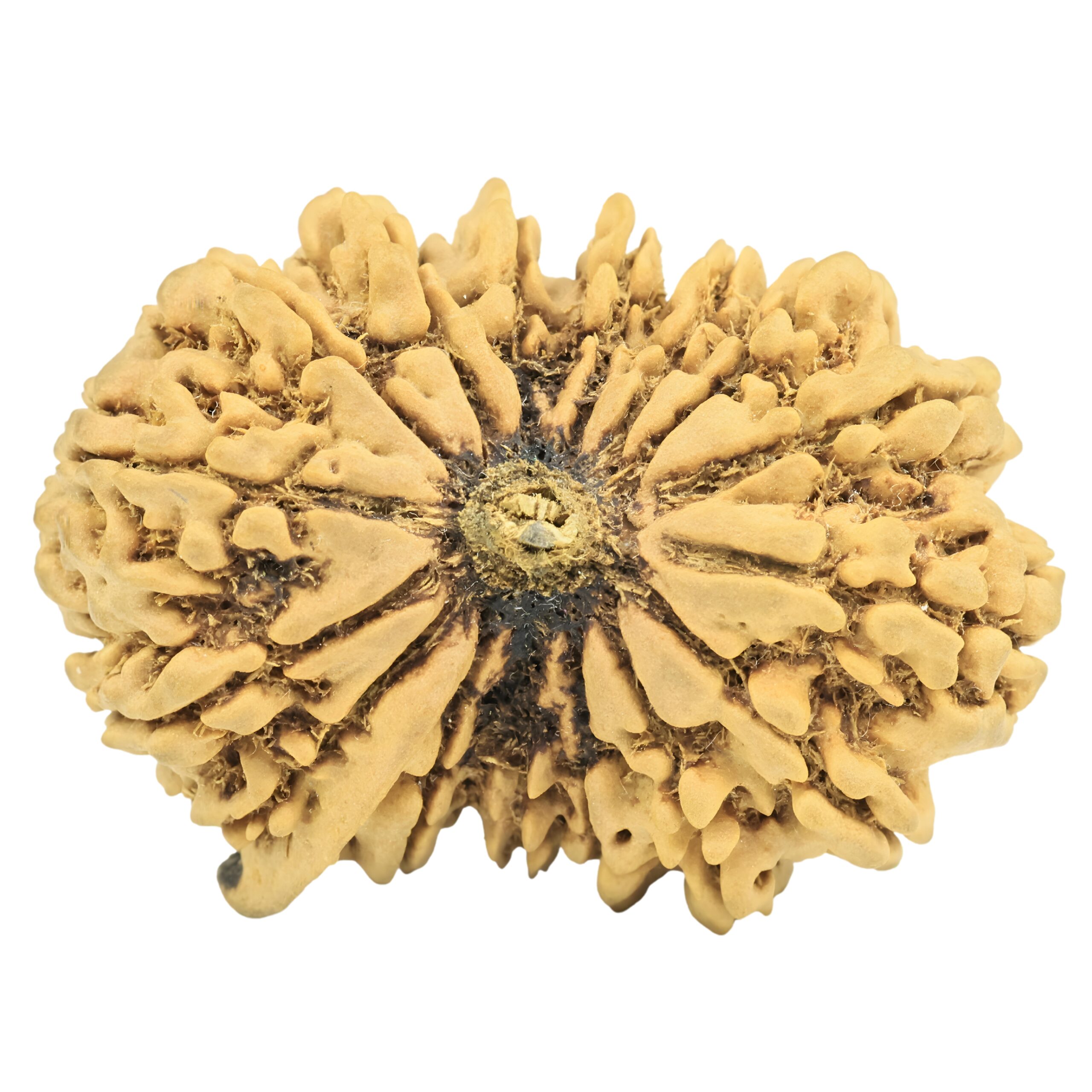 16 Mukhi Ganesh 37.7mm 7.33gm - Rudraksha