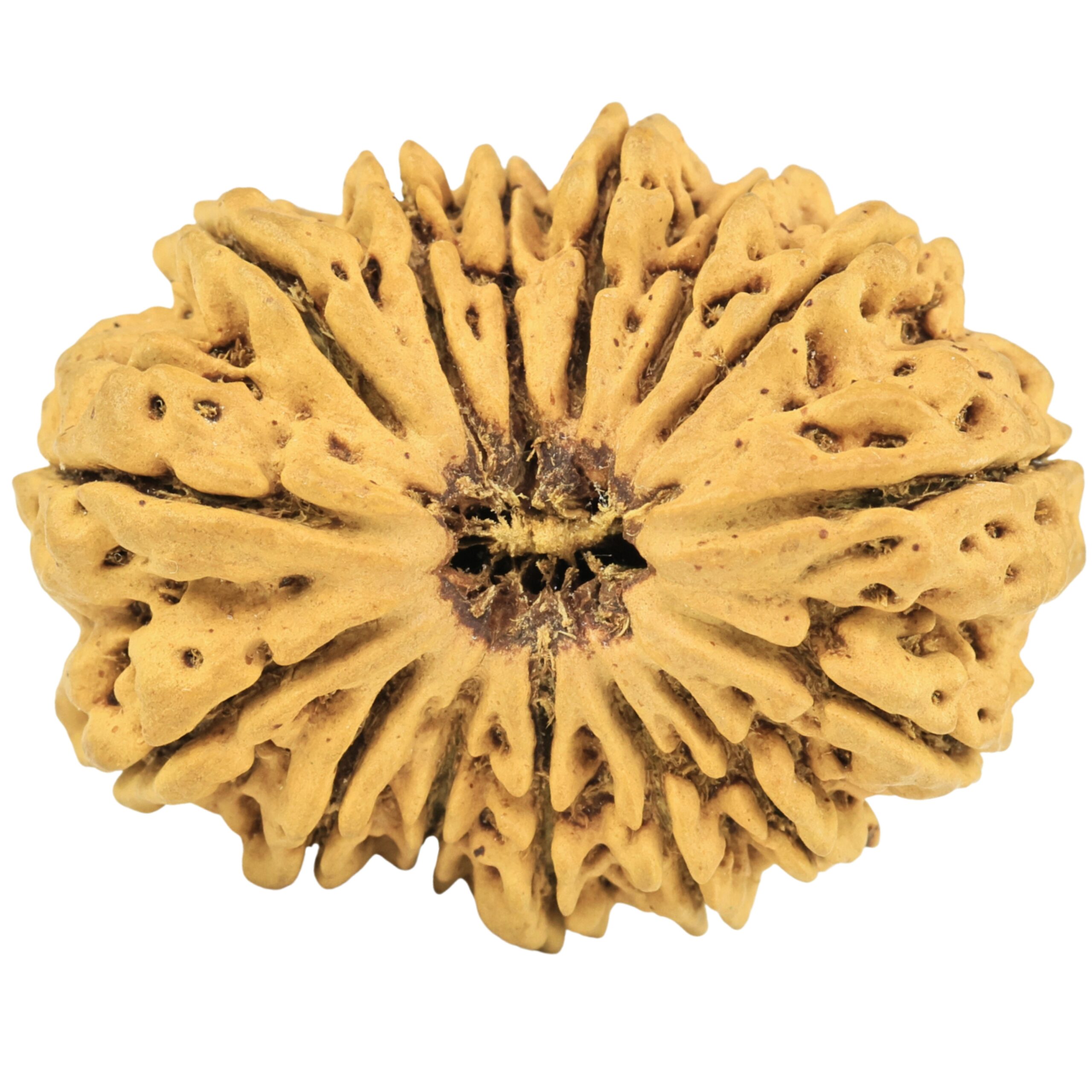 15 Mukhi Rudraksha 35.3mm 5.9gm - Rudraksha